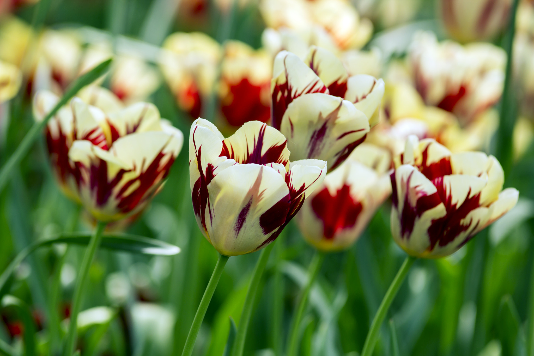 Canon EOS 60D sample photo. Tulips photography