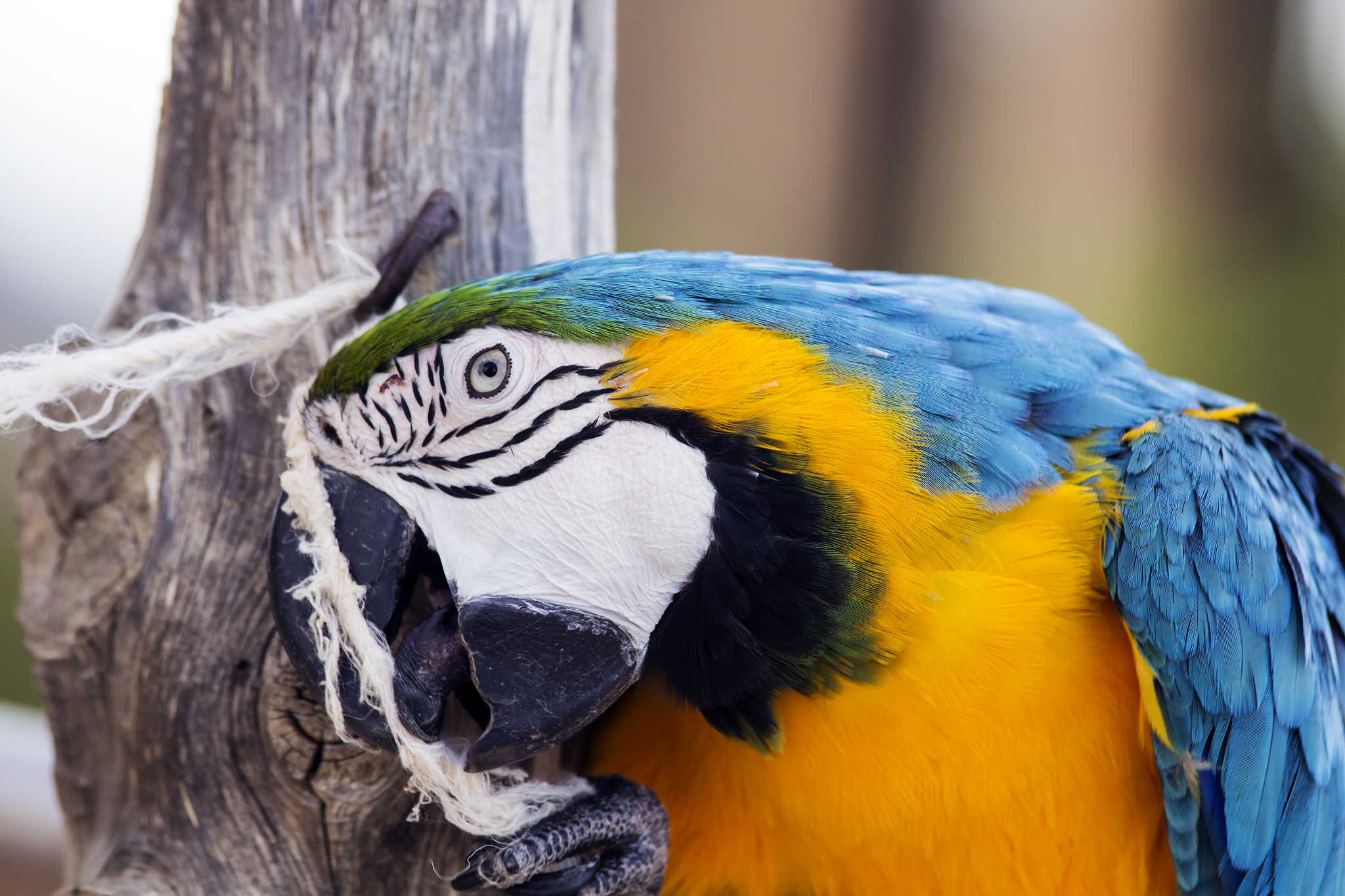 Canon EOS 60D sample photo. A parrot photography