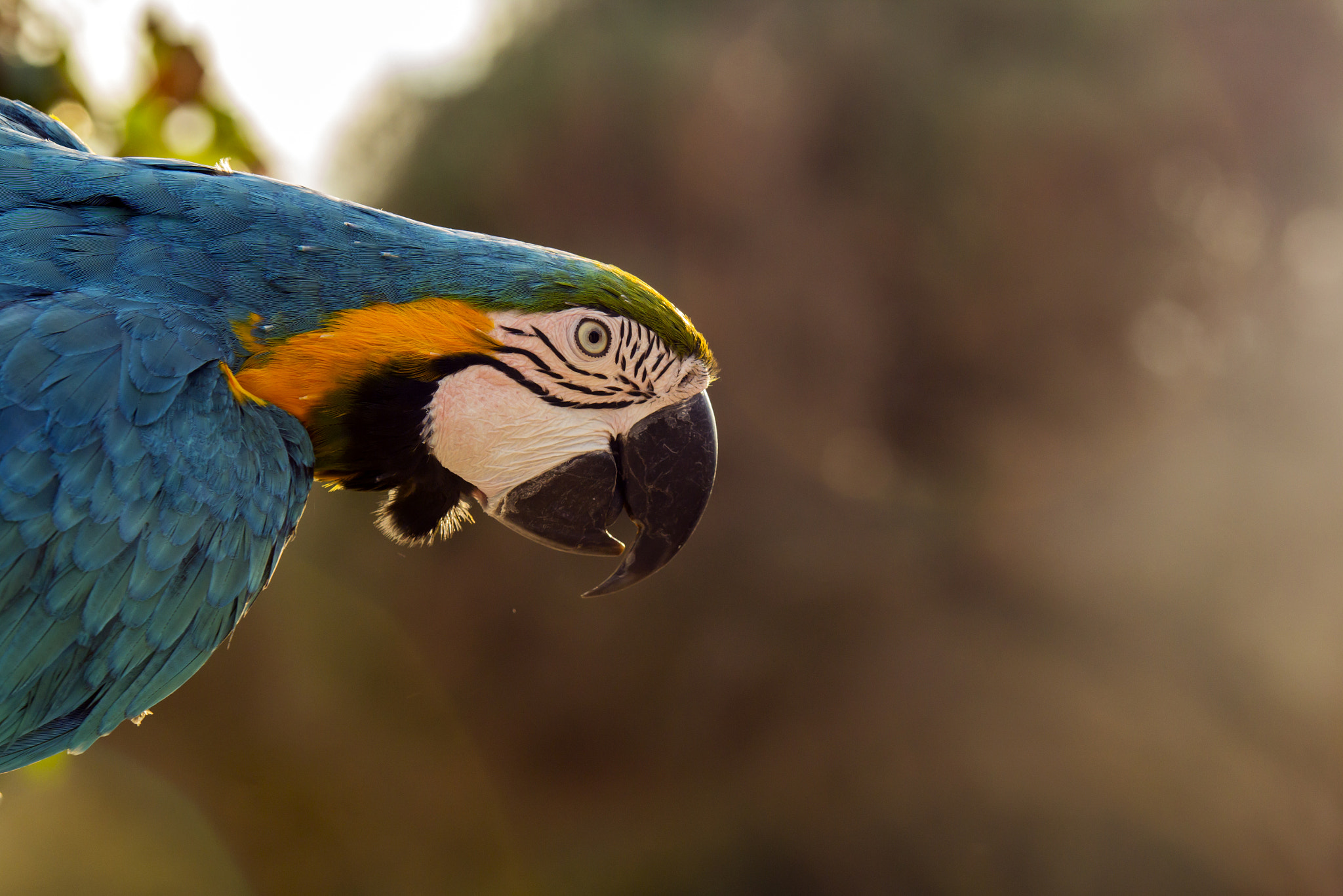 Canon EOS 60D + Sigma 50-200mm F4-5.6 DC OS HSM sample photo. A parrot photography
