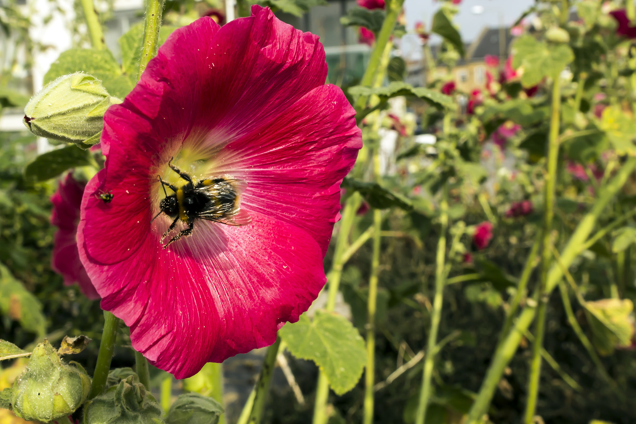 Sigma 24mm f/1.8 DG Macro EX sample photo. The bee photography