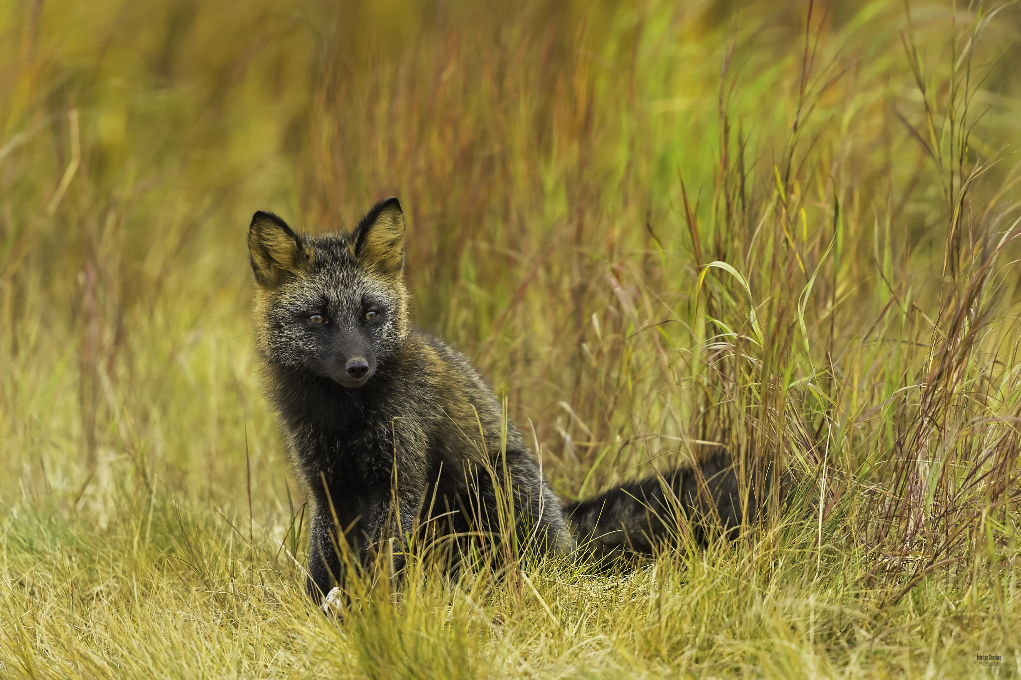 Nikon D4 + Nikon AF-S Nikkor 600mm F4G ED VR sample photo. Cross fox photography