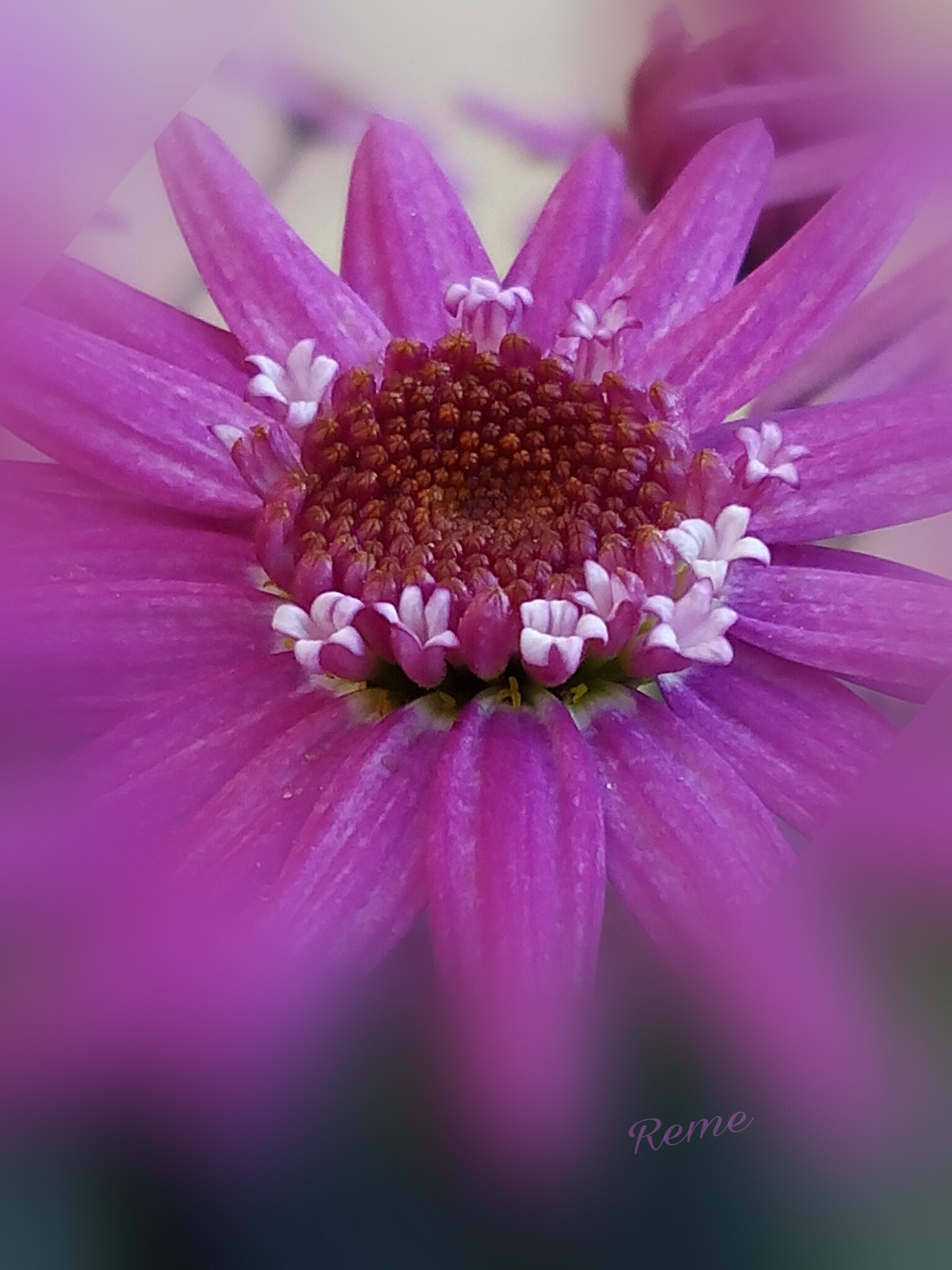 bq Aquaris E5 HD sample photo. Flores photography
