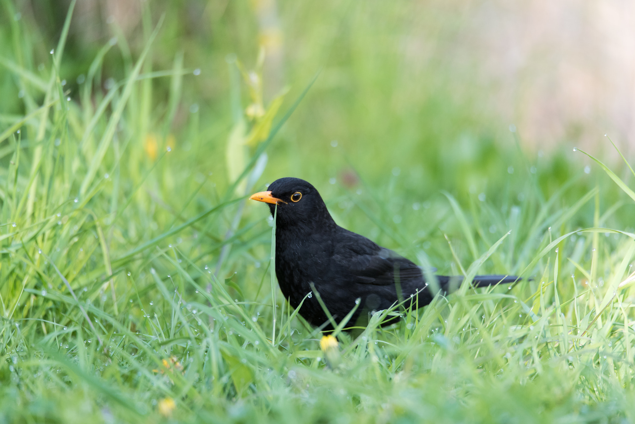 Nikon D750 + Sigma 150-600mm F5-6.3 DG OS HSM | S sample photo. Blackbird photography