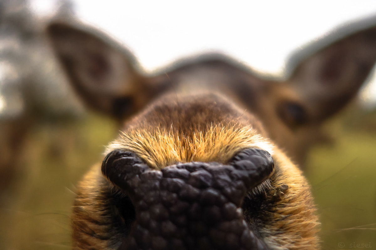 Sony Cyber-shot DSC-QX100 sample photo. Deer nose photography