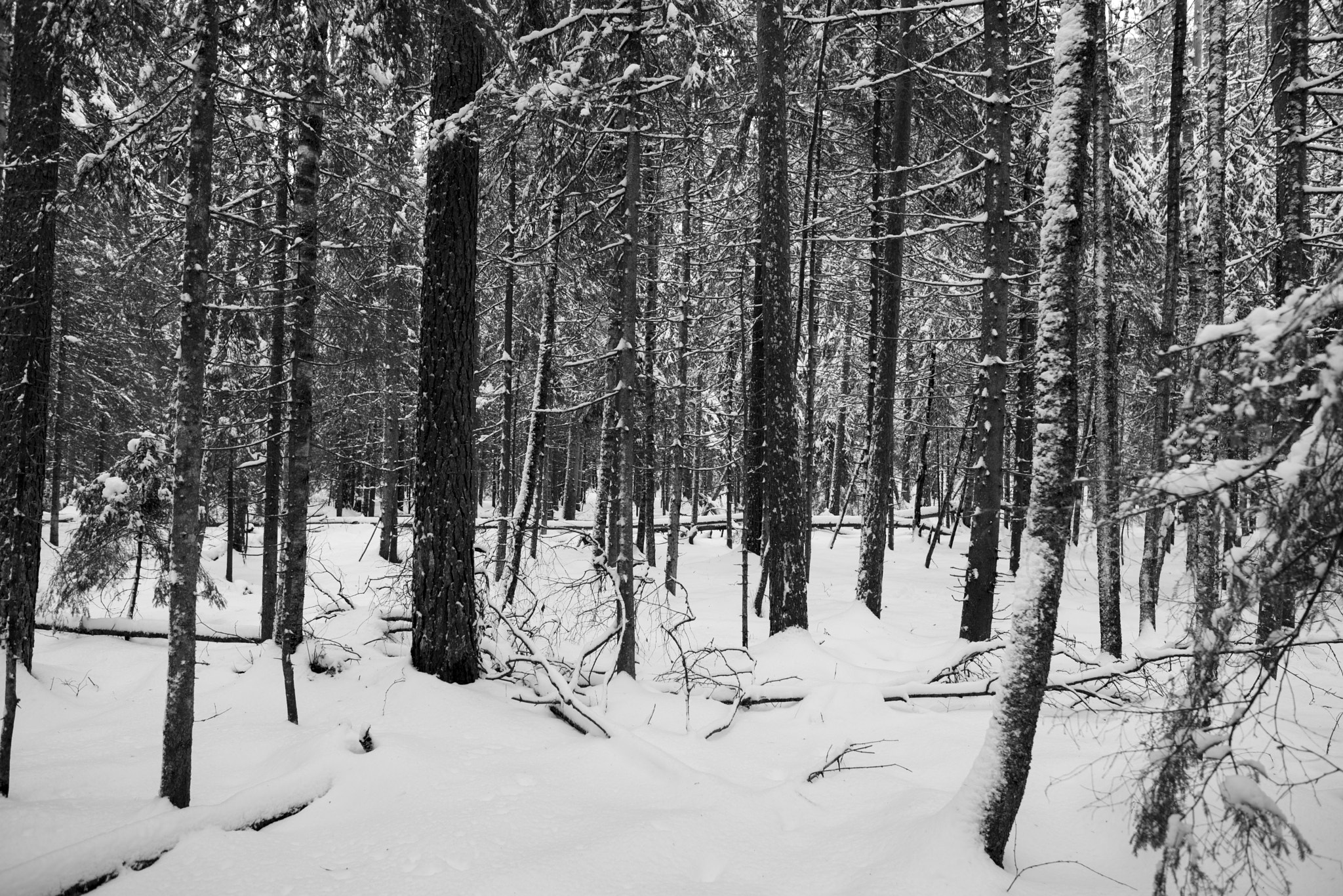 Nikon AF-S Nikkor 24mm F1.8G ED sample photo. Neige et forêt photography