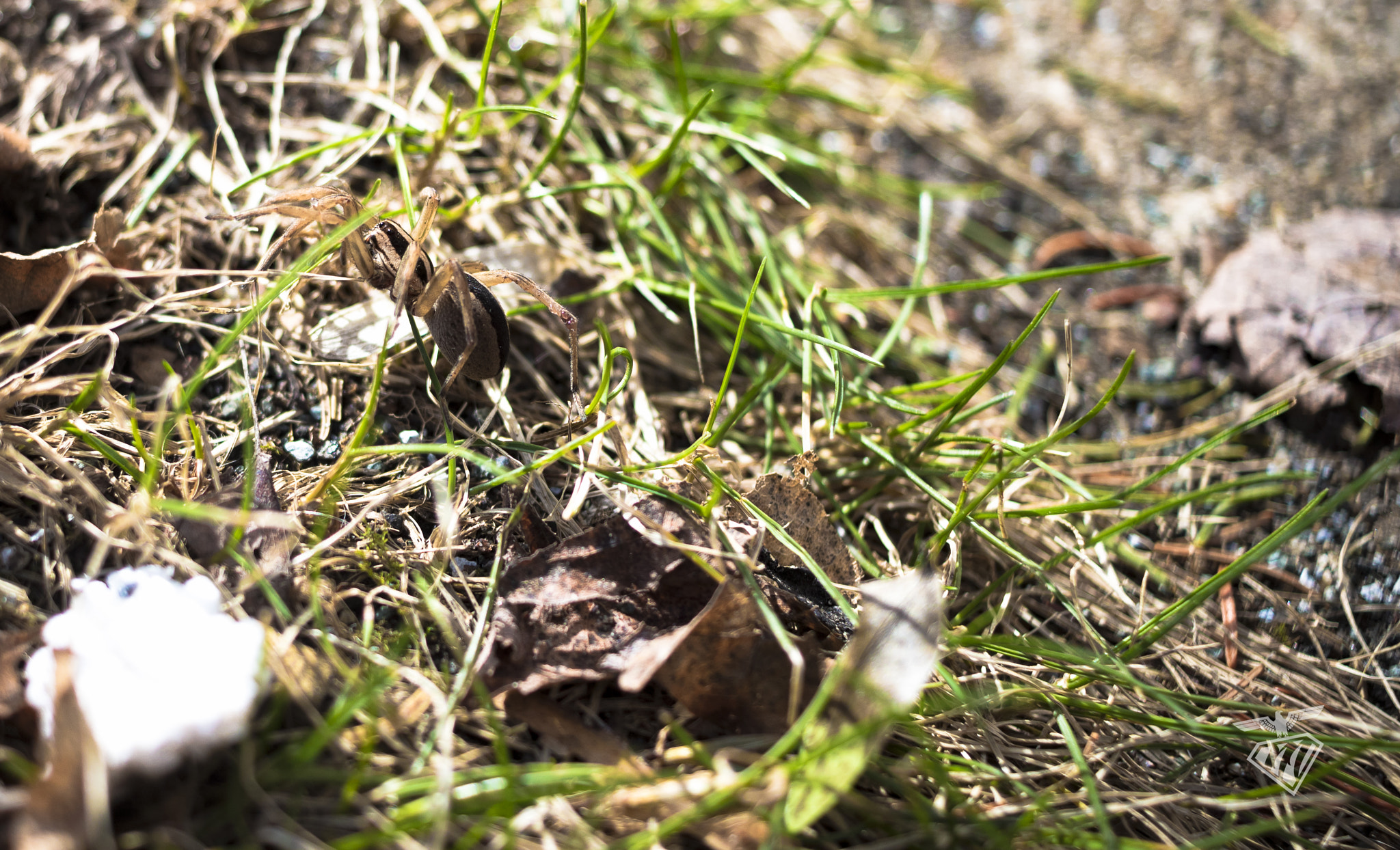 Canon EF-S 24mm F2.8 STM sample photo. Spider photography