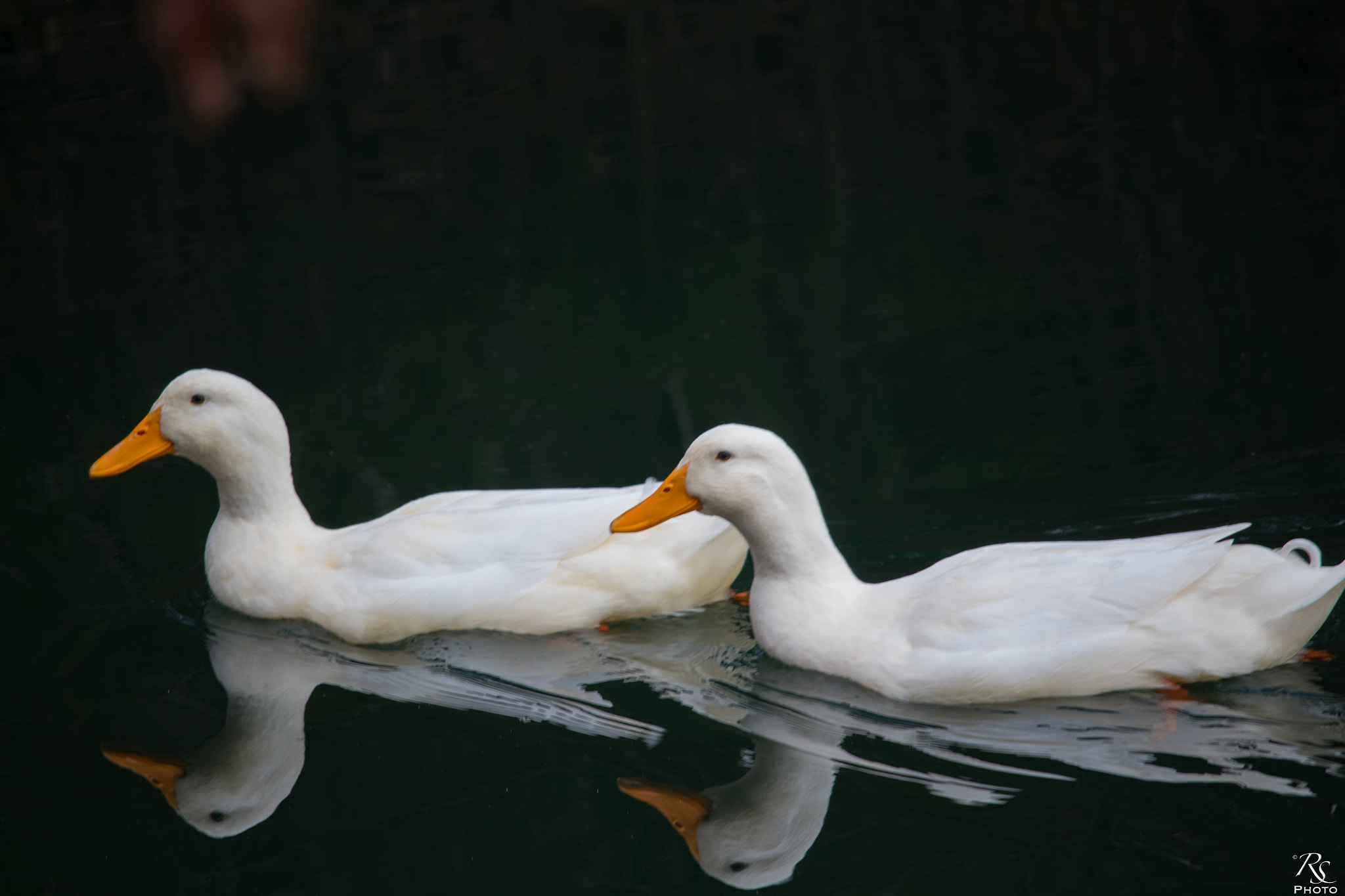 Canon EF-S 55-250mm F4-5.6 IS STM sample photo. Ducks photography