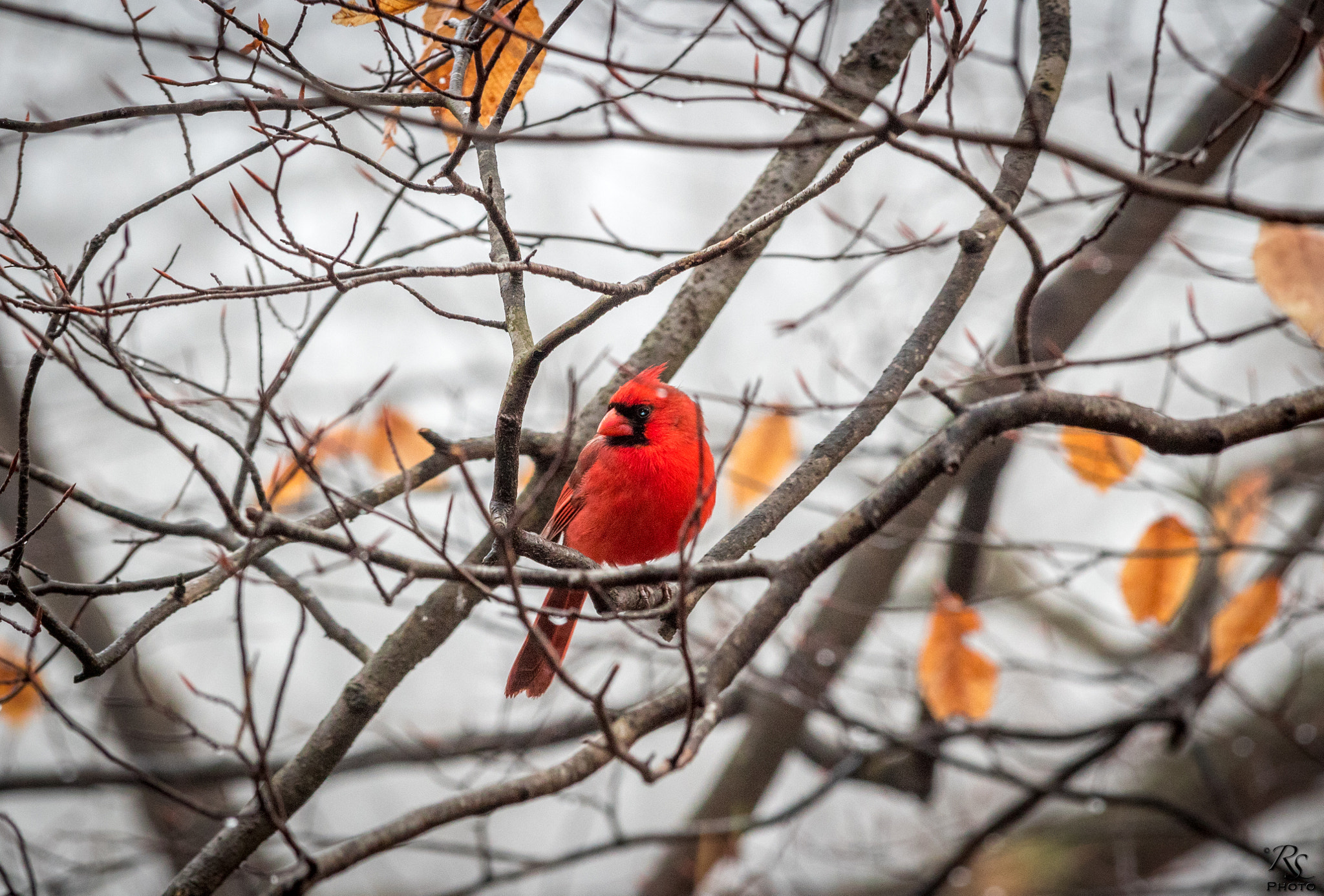 Canon EF-S 55-250mm F4-5.6 IS STM sample photo. Cardinal photography