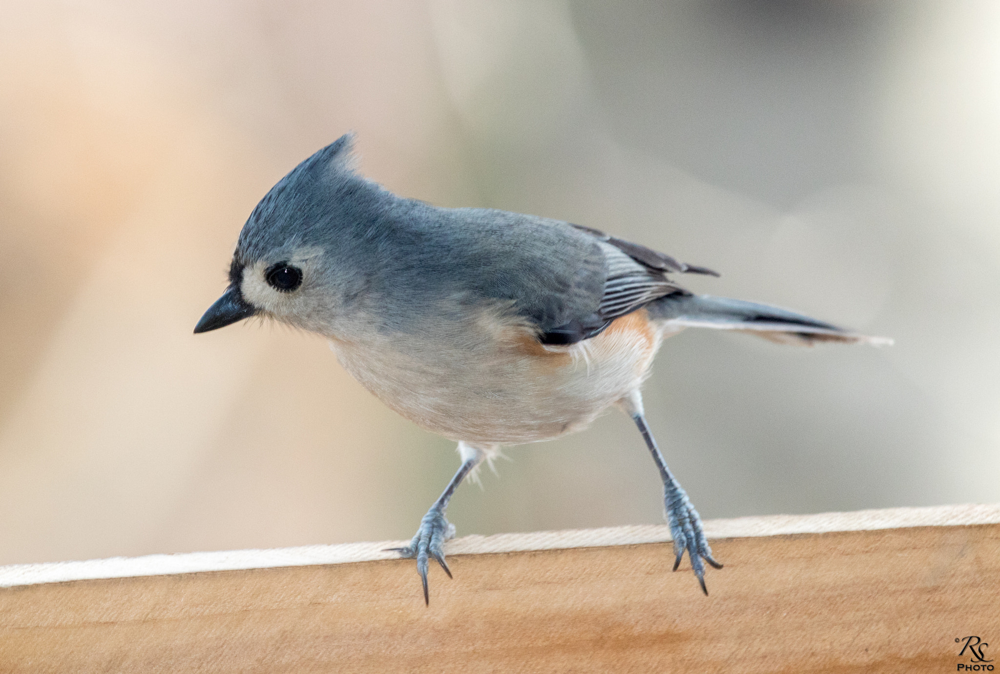 Canon EF-S 55-250mm F4-5.6 IS STM sample photo. Tufted titmouse photography