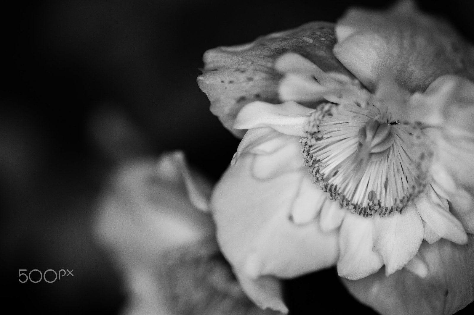 Nikon Df sample photo. Niger photography
