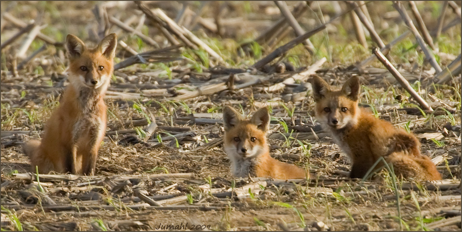 Canon EOS 50D + Canon EF 100-400mm F4.5-5.6L IS USM sample photo. Three kits photography