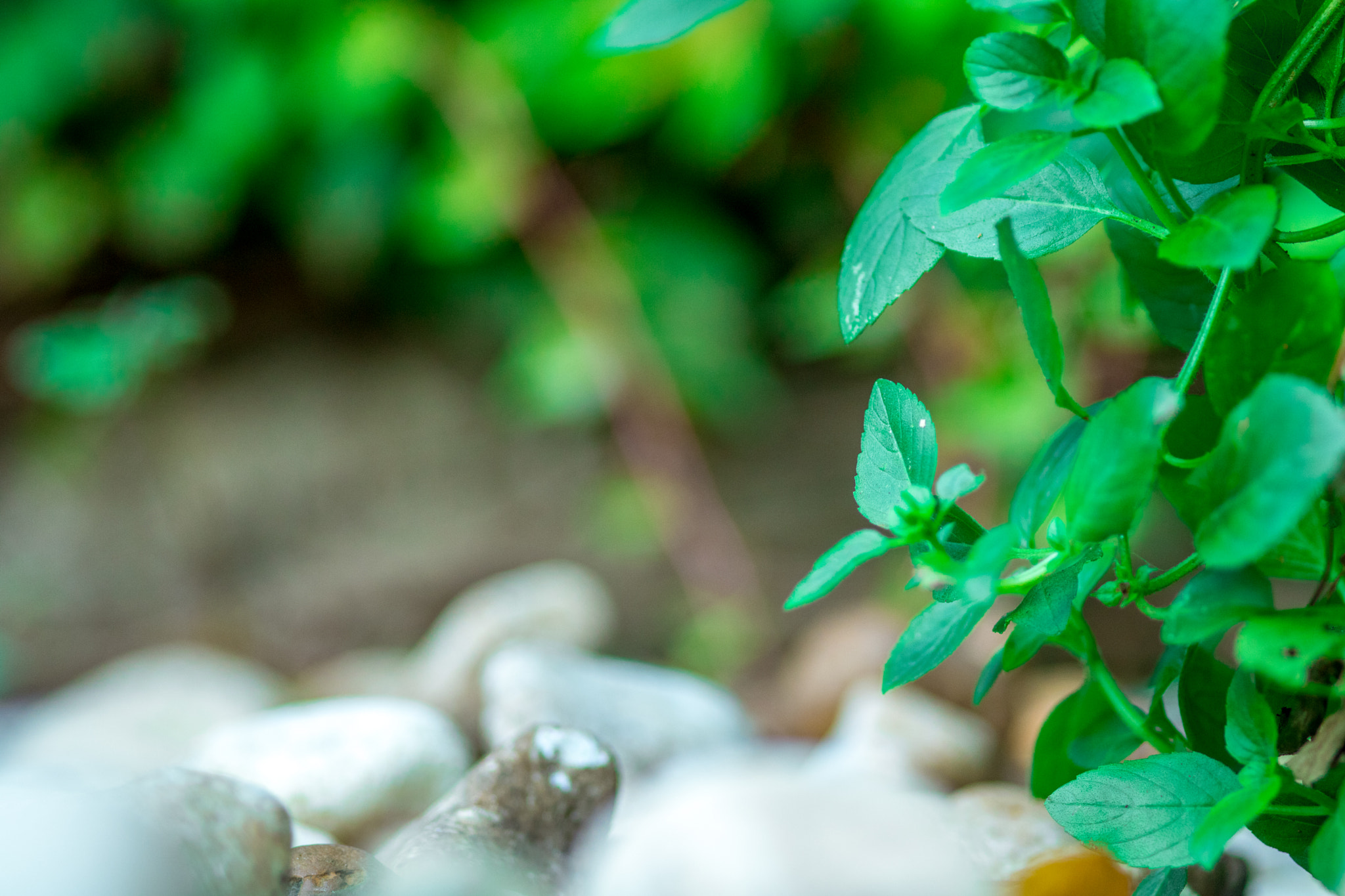 Canon EOS 750D (EOS Rebel T6i / EOS Kiss X8i) + Sigma 105mm F2.8 EX DG Macro sample photo. Leaf and rocks photography