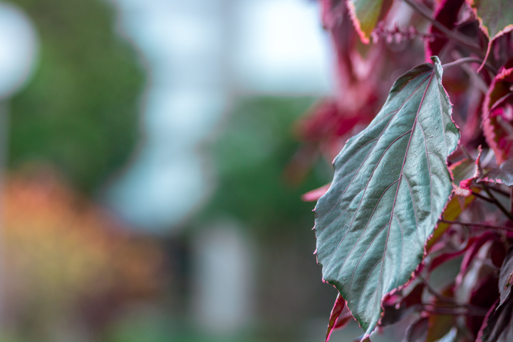 Canon EOS 750D (EOS Rebel T6i / EOS Kiss X8i) + Sigma 105mm F2.8 EX DG Macro sample photo. Cool-toned leaf photography