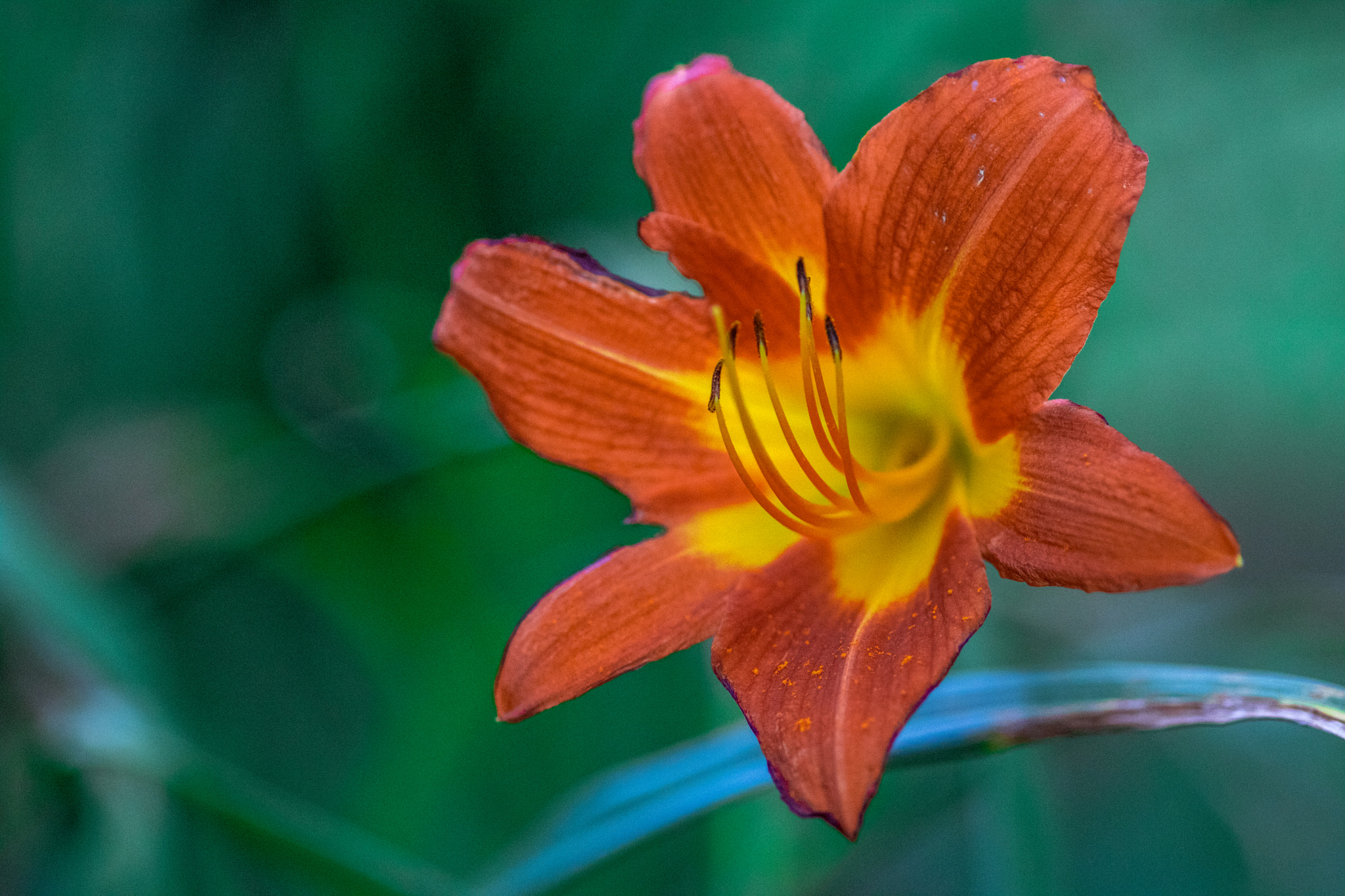 Canon EOS 750D (EOS Rebel T6i / EOS Kiss X8i) + Sigma 105mm F2.8 EX DG Macro sample photo. Vibrance photography