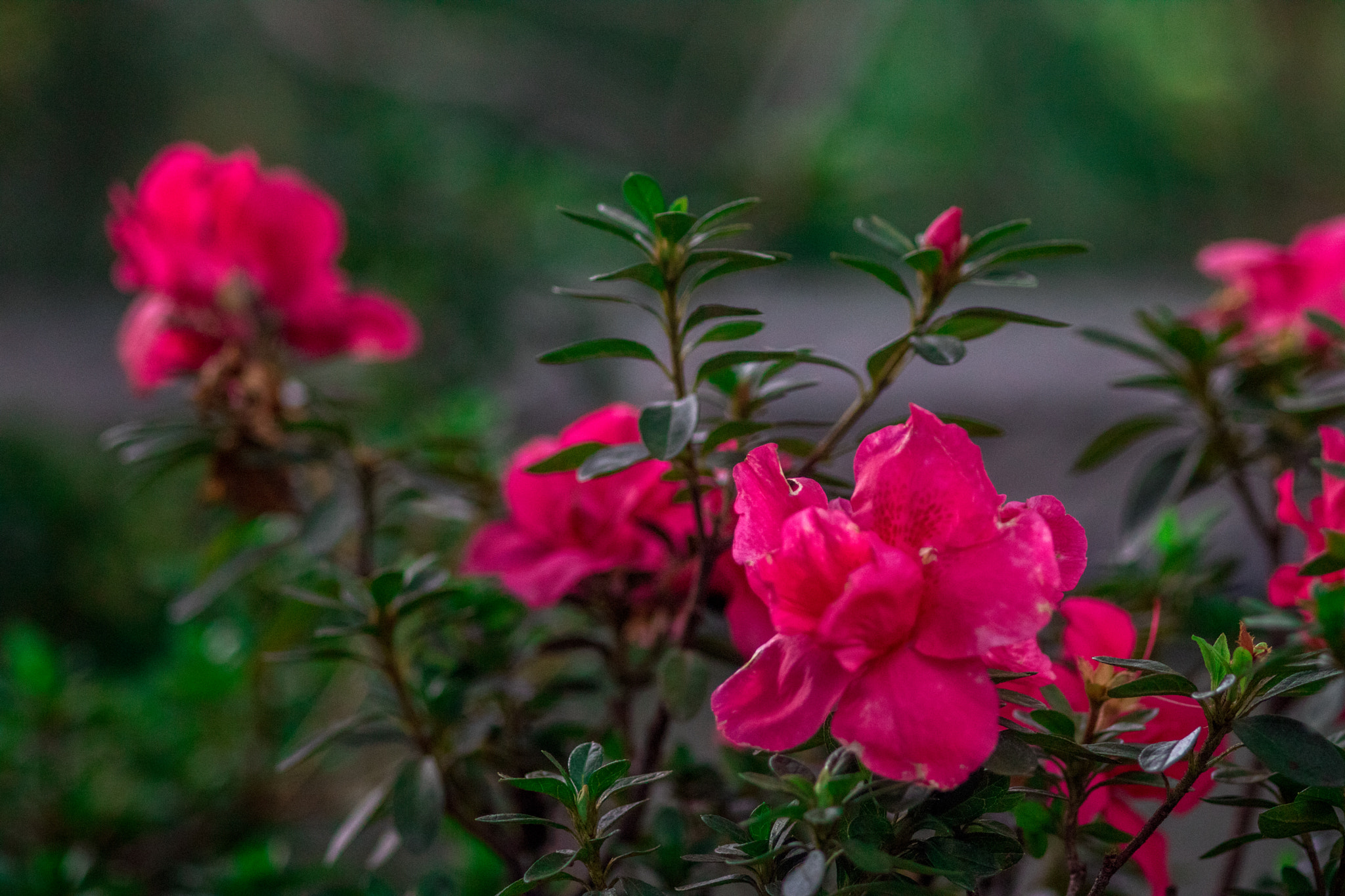 Sigma 105mm F2.8 EX DG Macro sample photo. Life outside photography
