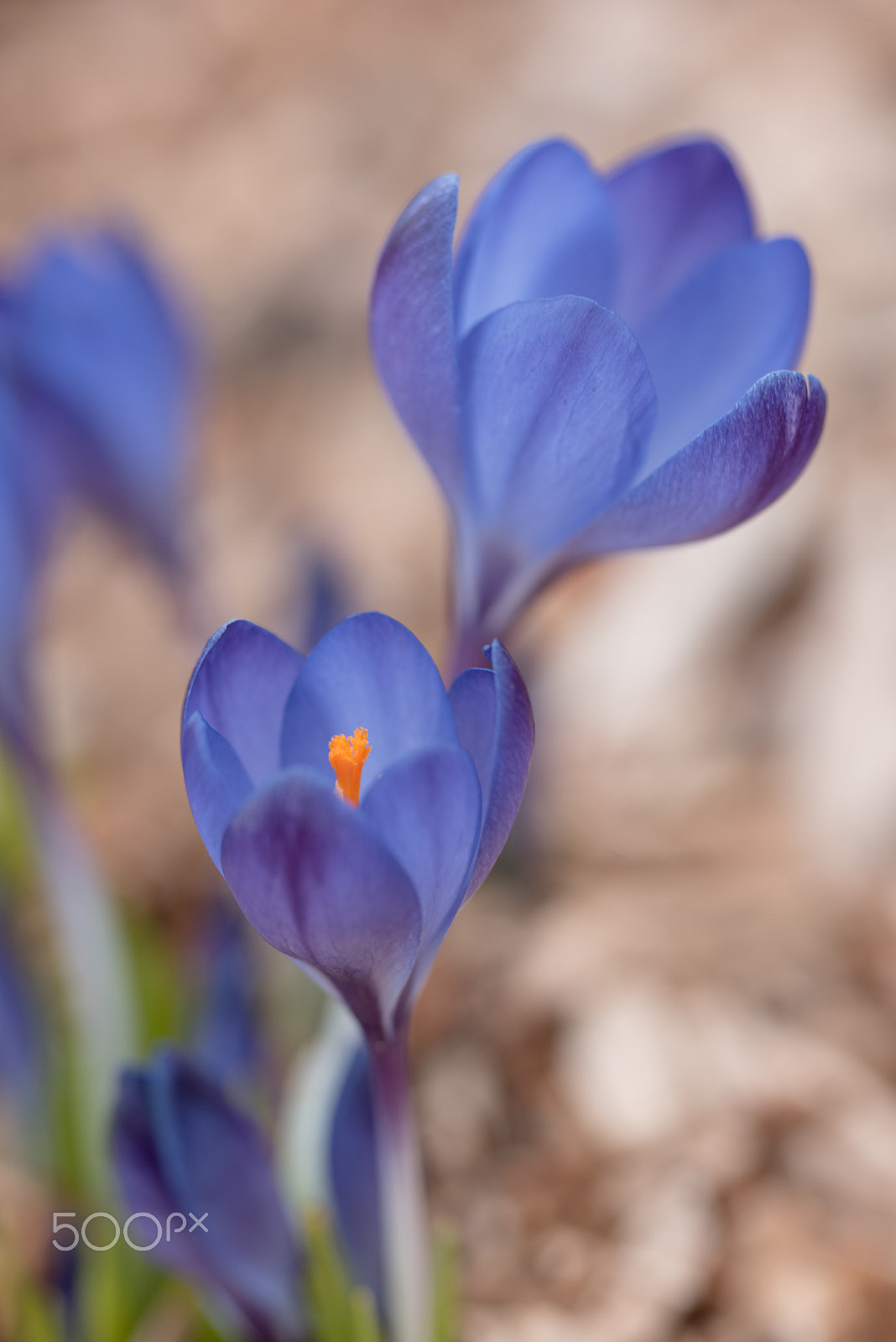 Nikon D810 sample photo. Crocus photography