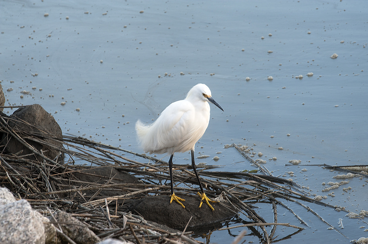 Nikon D700 sample photo. Huntington beach state park photography