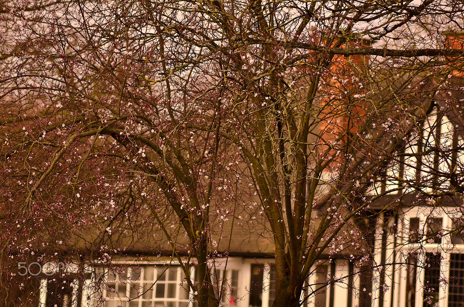 Sigma 70-300mm F4-5.6 APO DG Macro sample photo. Spring is just behind the door photography