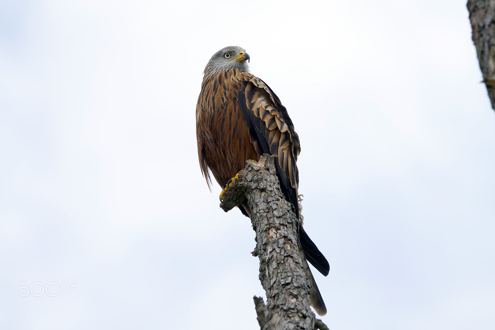 Sony 70-400mm F4-5.6 G SSM II sample photo. Mousebussard on a tree photography