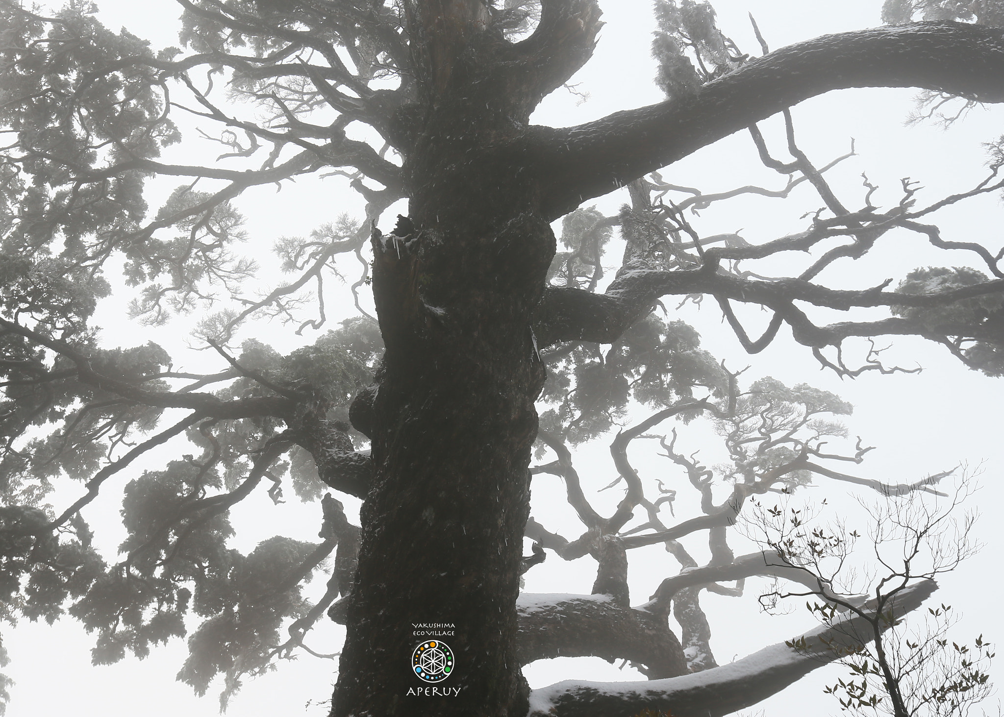 Canon EF 16-35mm F2.8L II USM sample photo. 　old tree covered with fog in yakushima photography