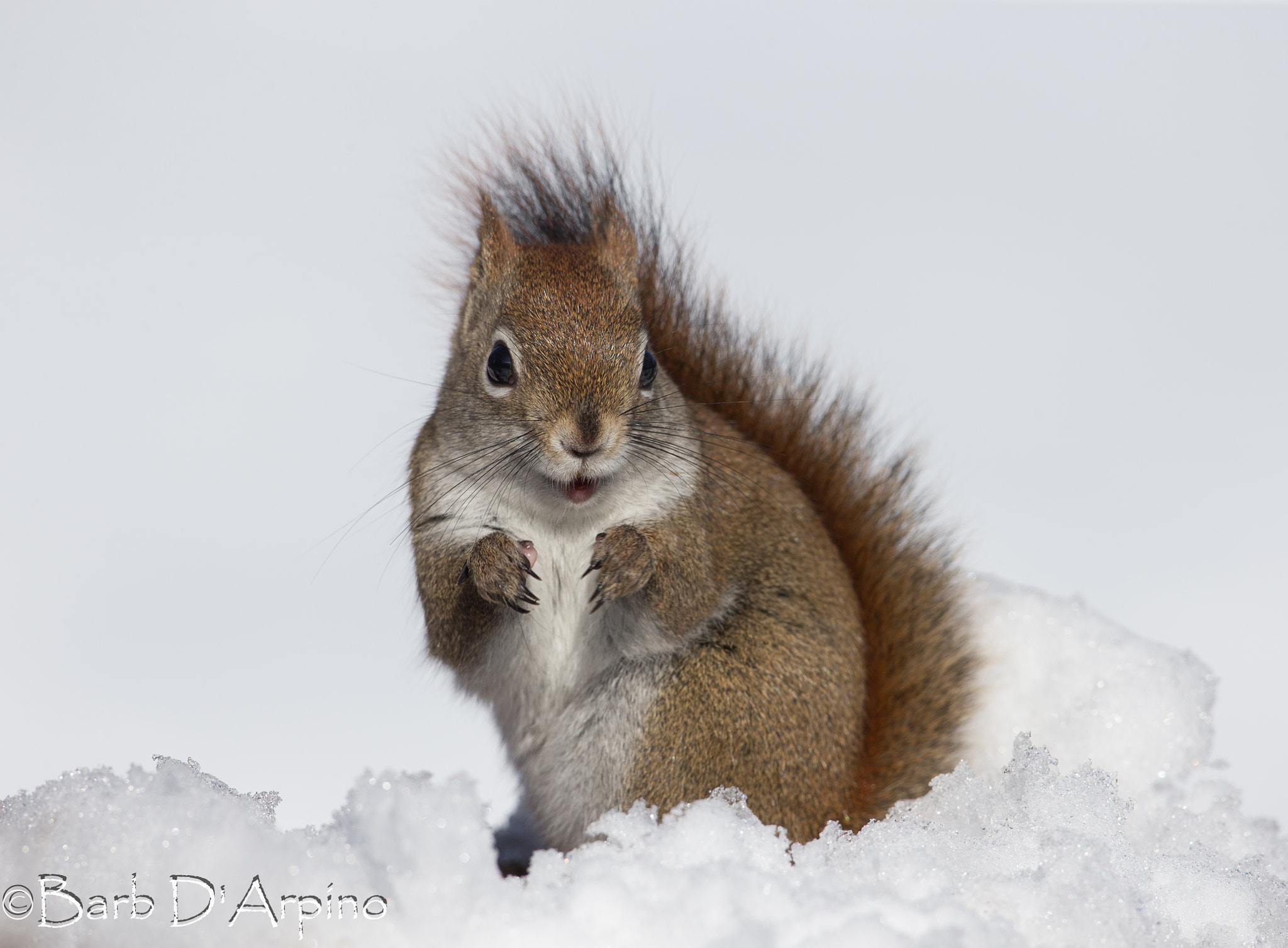 Canon EOS-1D X + Canon EF 500mm F4L IS USM sample photo. T-rex impersonation photography