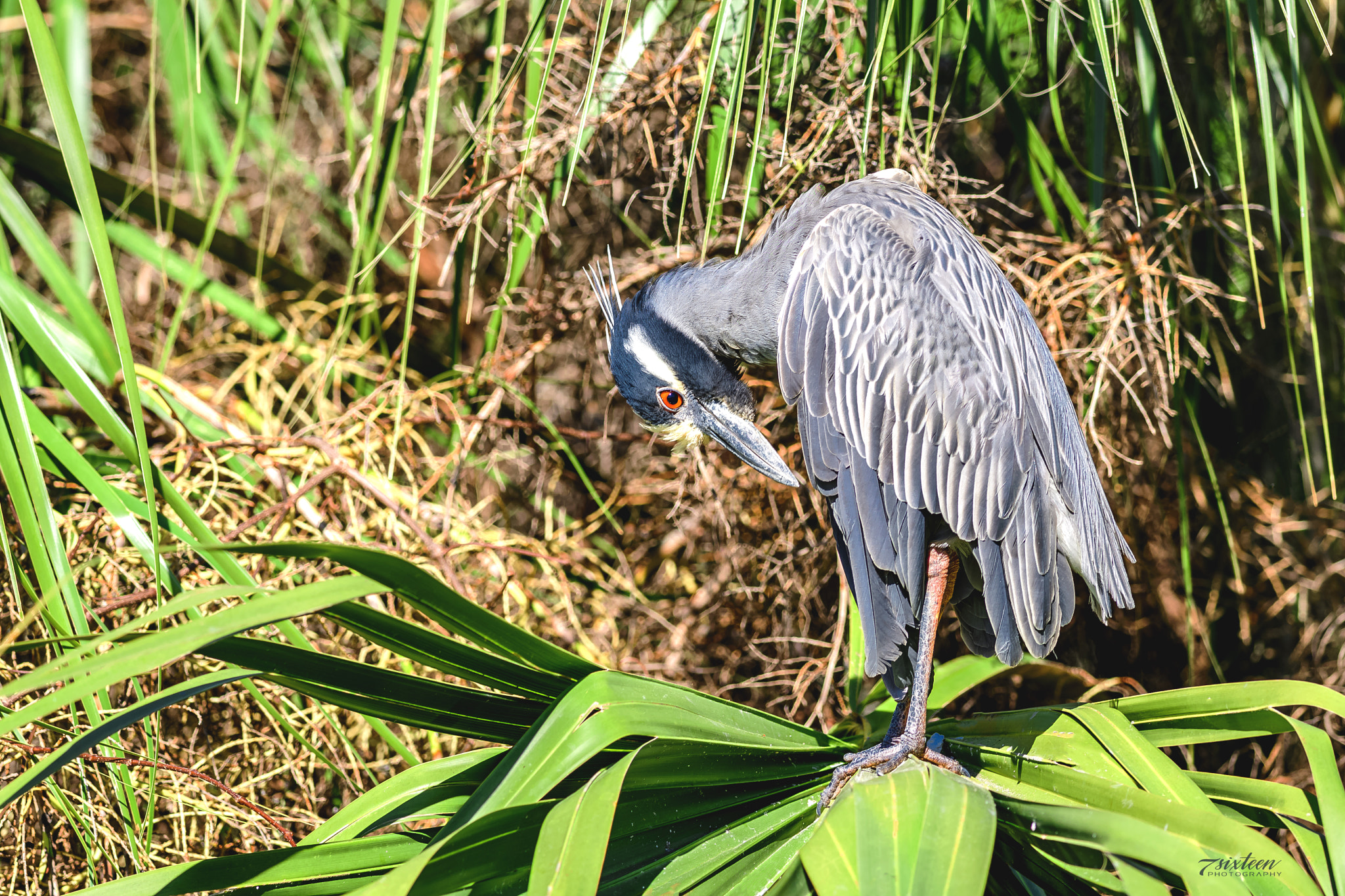 Nikon D500 + Nikon AF-S Nikkor 300mm F4D ED-IF sample photo. Night-heron photography