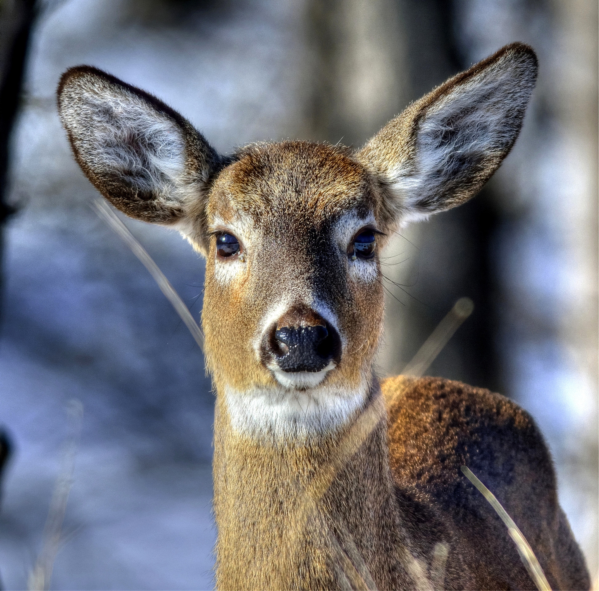Nikon D7100 + Nikon AF-S Nikkor 300mm F4D ED-IF sample photo. White tailed deer photography