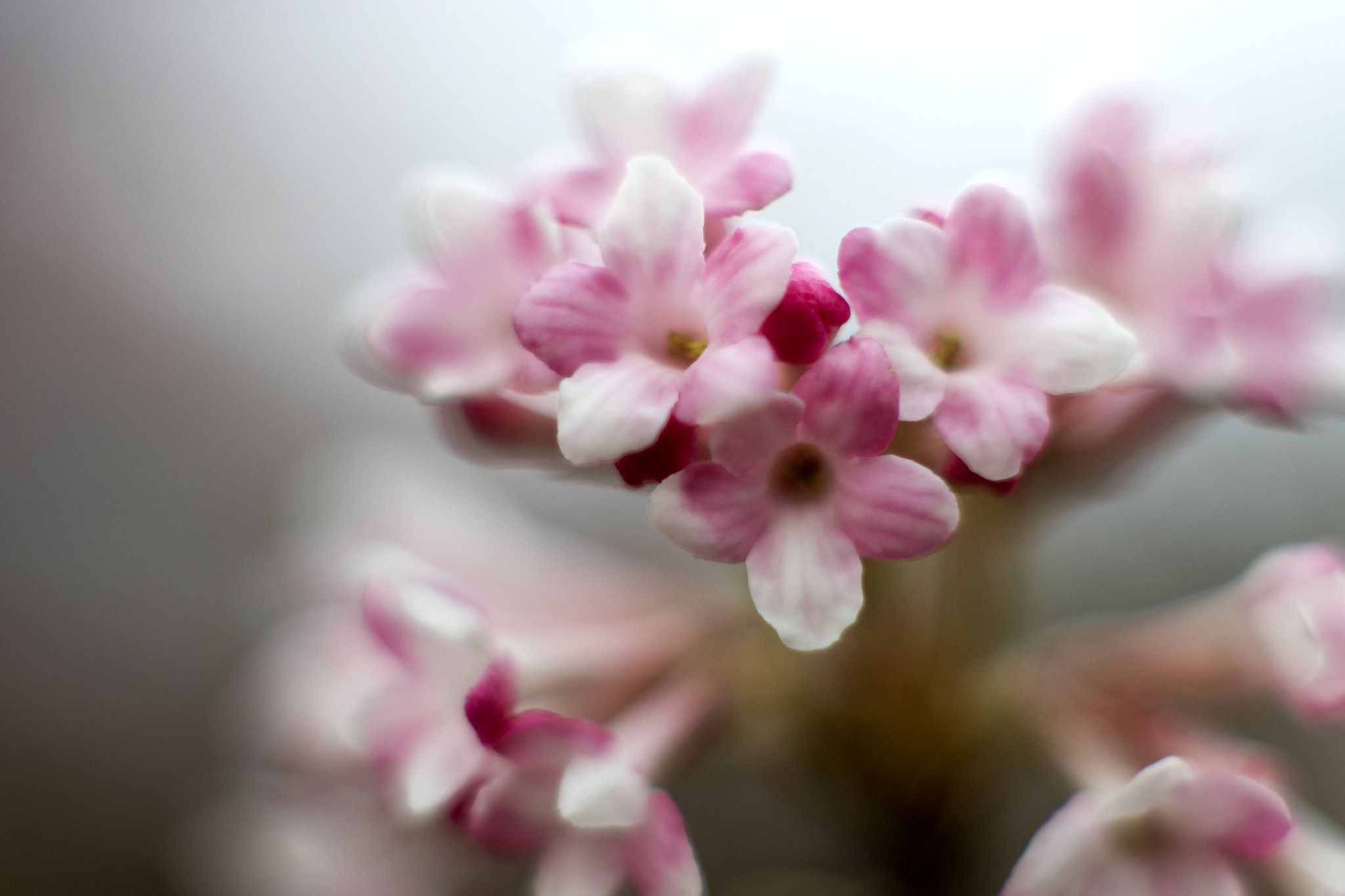Canon EF 35-80mm f/4-5.6 sample photo. Creeeeamy bokeh photography