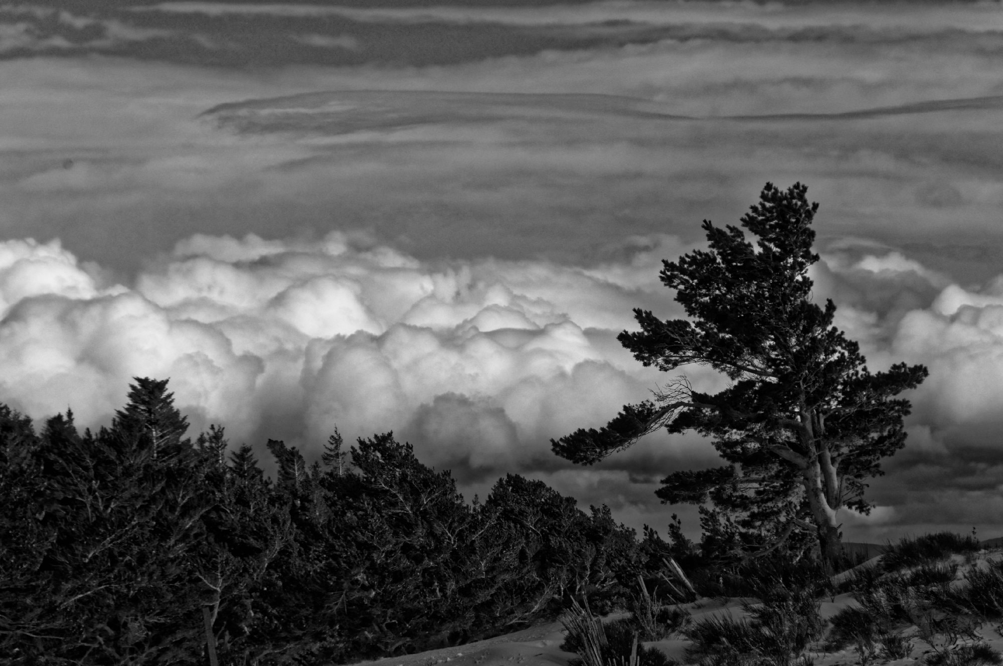 Nikon D300S sample photo. Racines dans les nuages photography