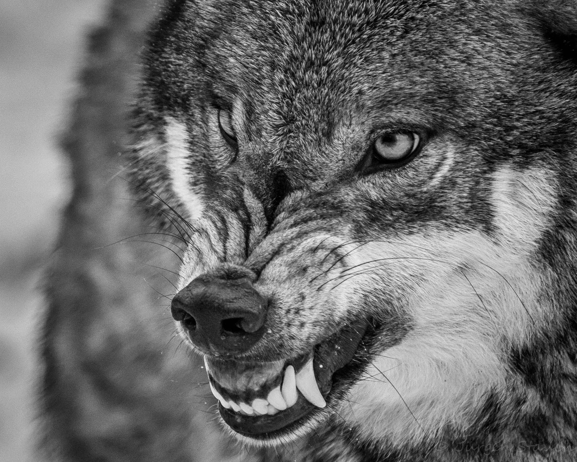 Nikon Df sample photo. Das knurren des wolfes photography