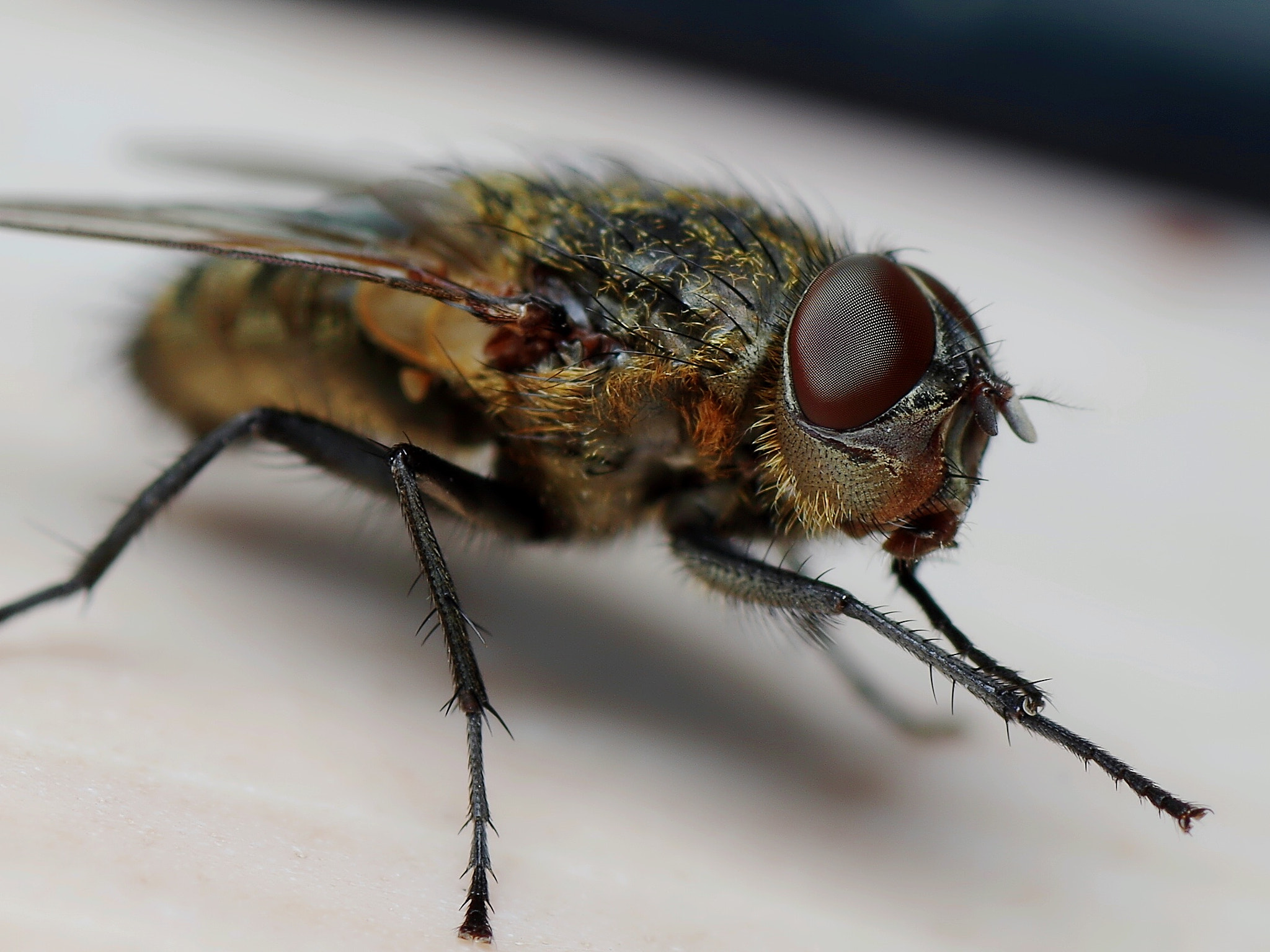 Pentax K-30 + Tamron SP AF 90mm F2.8 Di Macro sample photo. Stubenfliege  photography