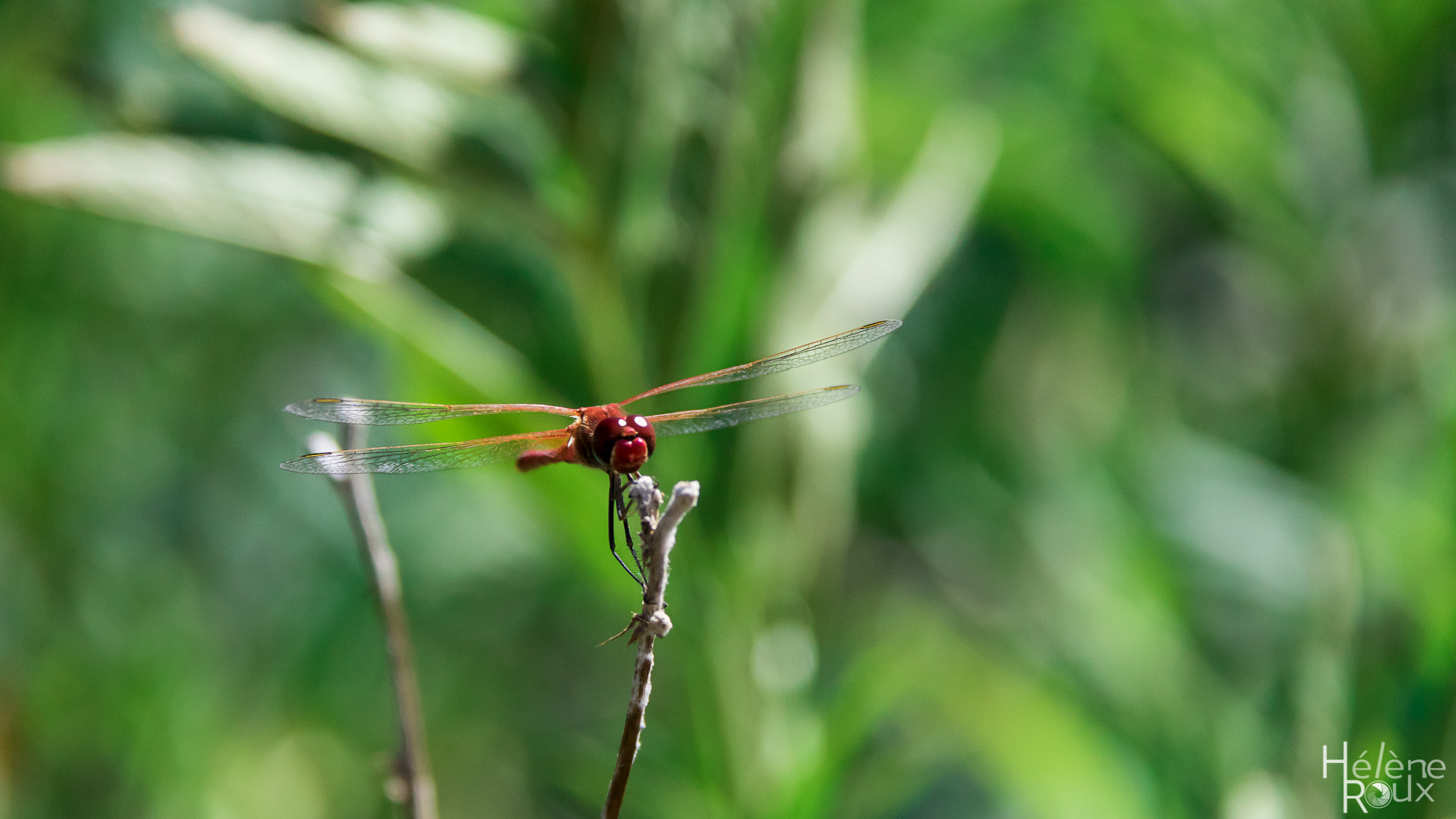 Canon EOS 760D (EOS Rebel T6s / EOS 8000D) + Canon EF-S 18-200mm F3.5-5.6 IS sample photo. Dragonfly photography