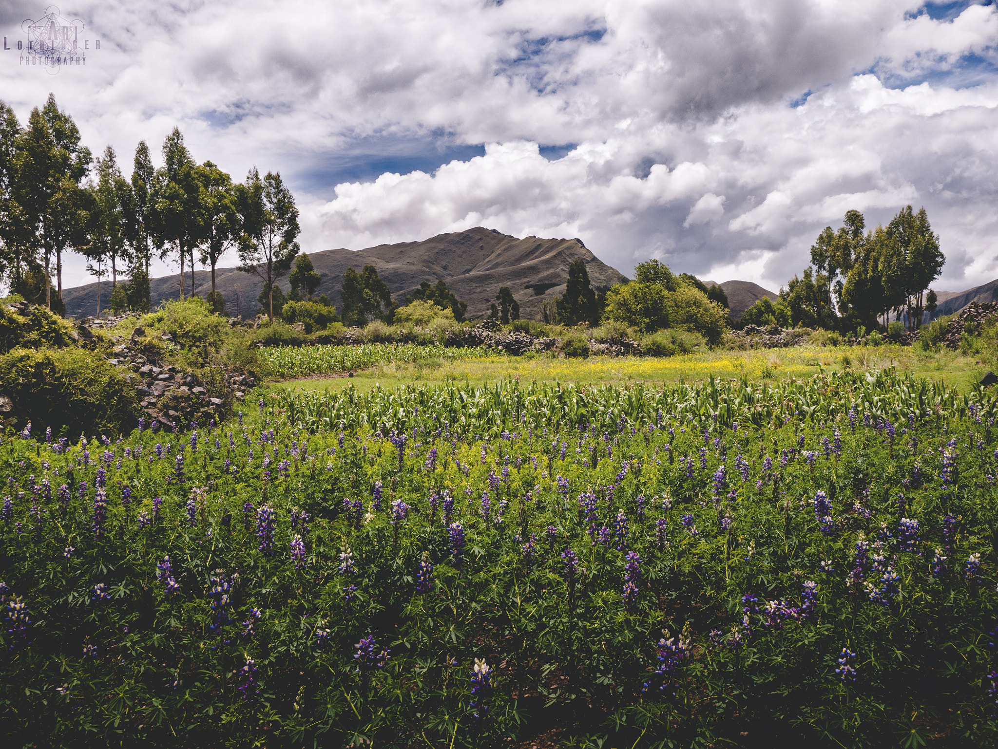 Panasonic Lumix DMC-G7 + Panasonic Lumix G 14mm F2.5 ASPH sample photo. Field in raqchi photography