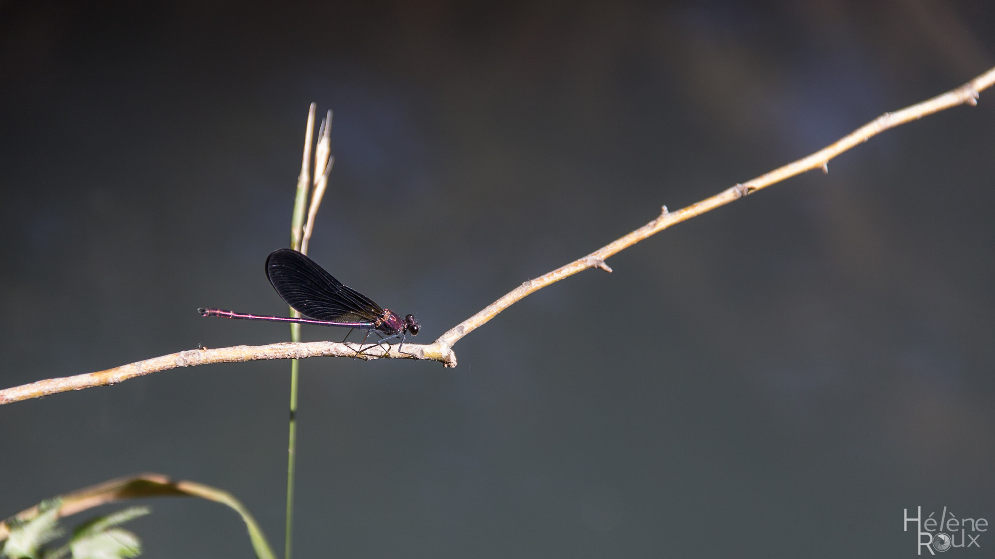 Canon EOS 760D (EOS Rebel T6s / EOS 8000D) sample photo. Dragonfly photography
