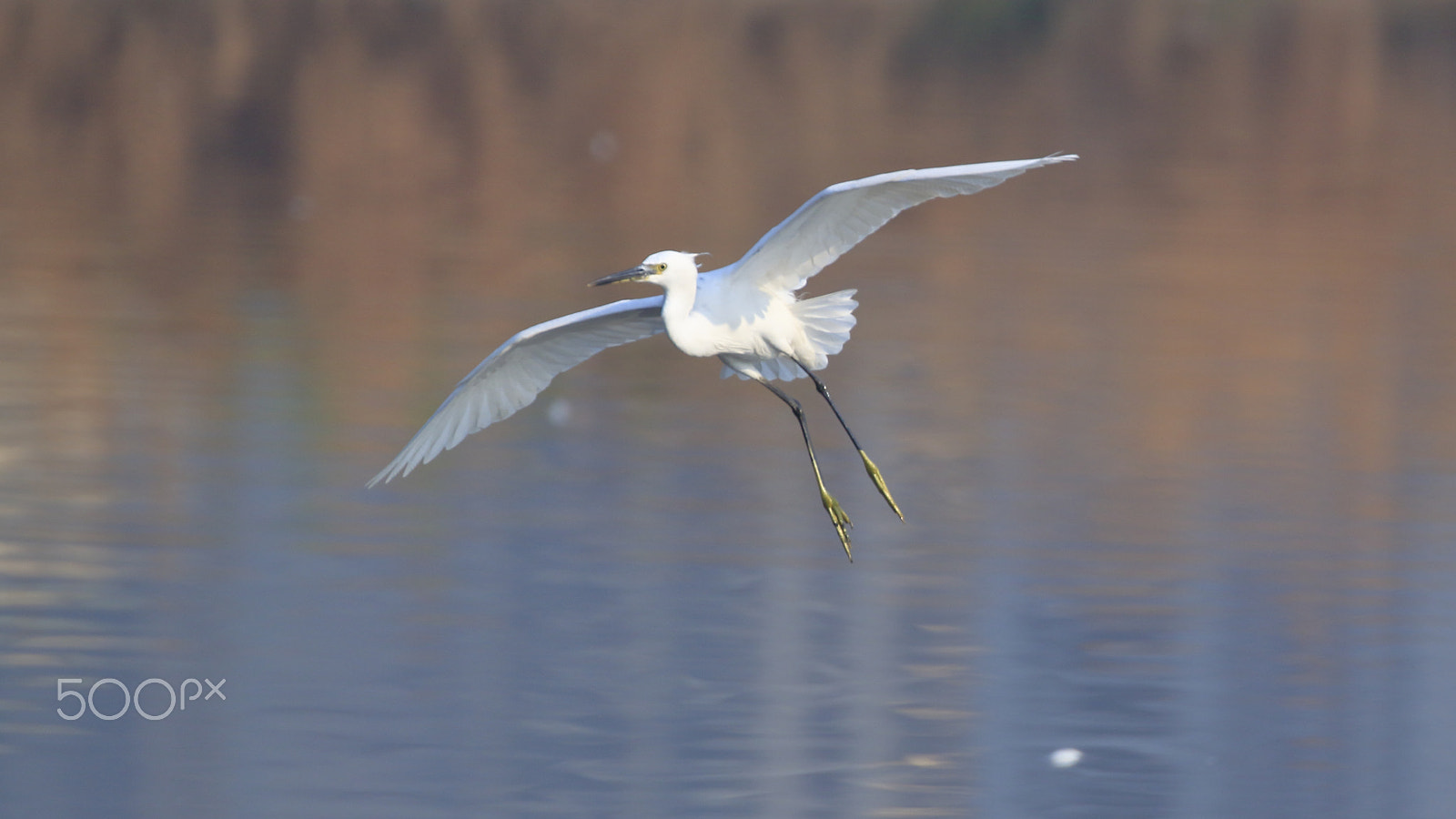 Canon EOS 500D (EOS Rebel T1i / EOS Kiss X3) sample photo. Little egret in flight photography