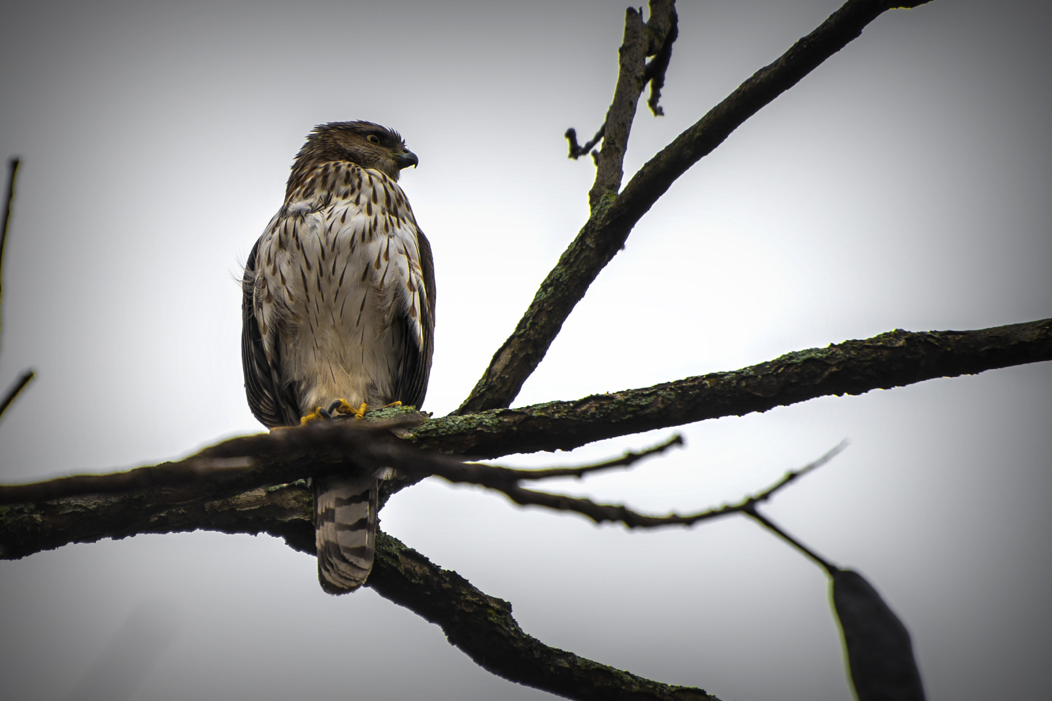 Nikon D500 sample photo. Cooper's hawk. windsor, on. photography