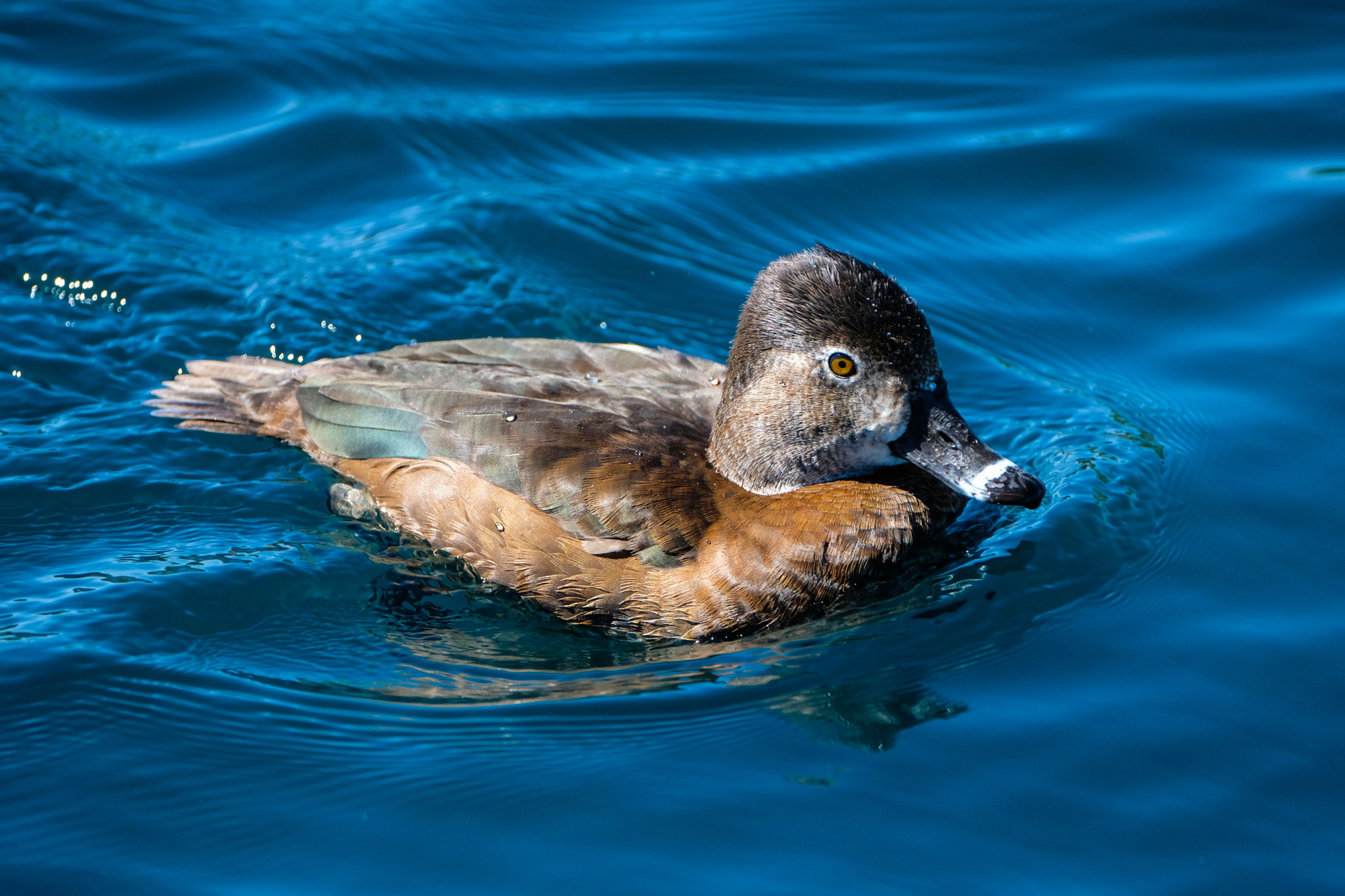 Fujifilm XF 100-400mm F4.5-5.6 R LM OIS WR sample photo. Female ring-necked duck photography