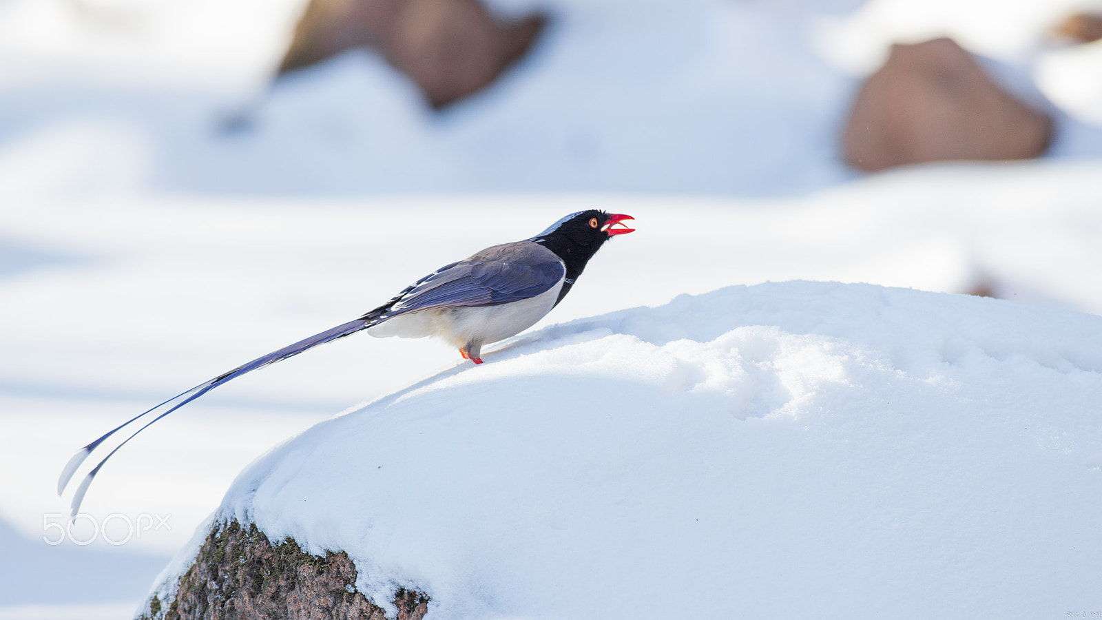 Canon EOS-1D X + Canon EF 500mm f/4.5L sample photo. 红嘴蓝鹊（urocissa erythroryncha） photography