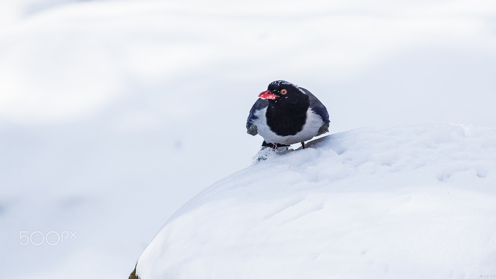 Canon EF 500mm f/4.5L sample photo. 红嘴蓝鹊（urocissa erythroryncha） photography