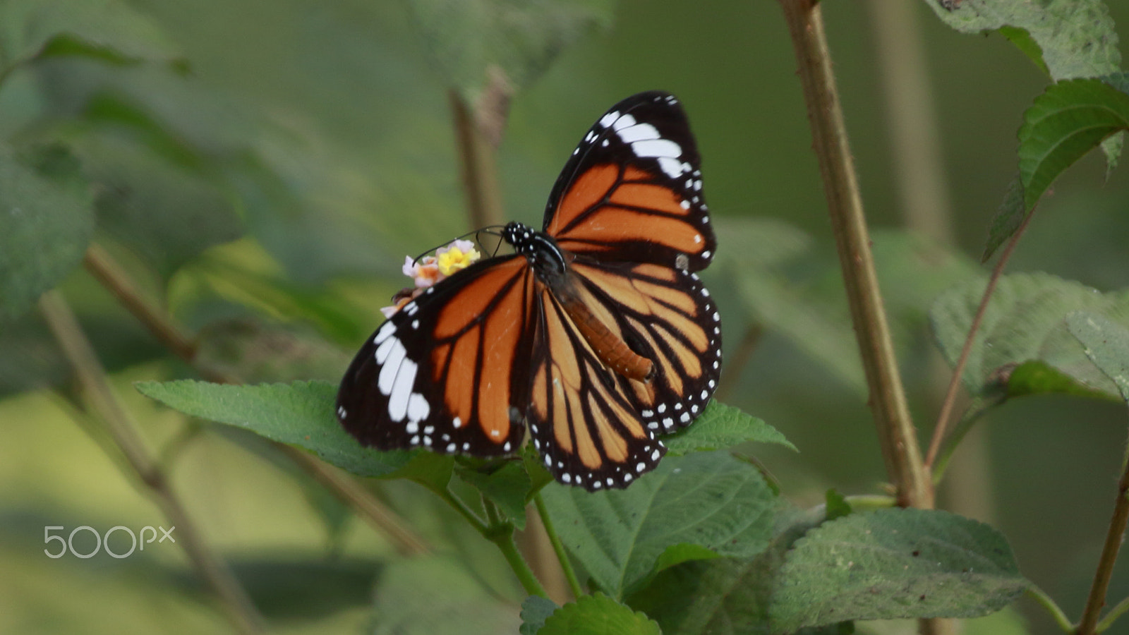 Canon EOS 500D (EOS Rebel T1i / EOS Kiss X3) sample photo. The butterfly photography