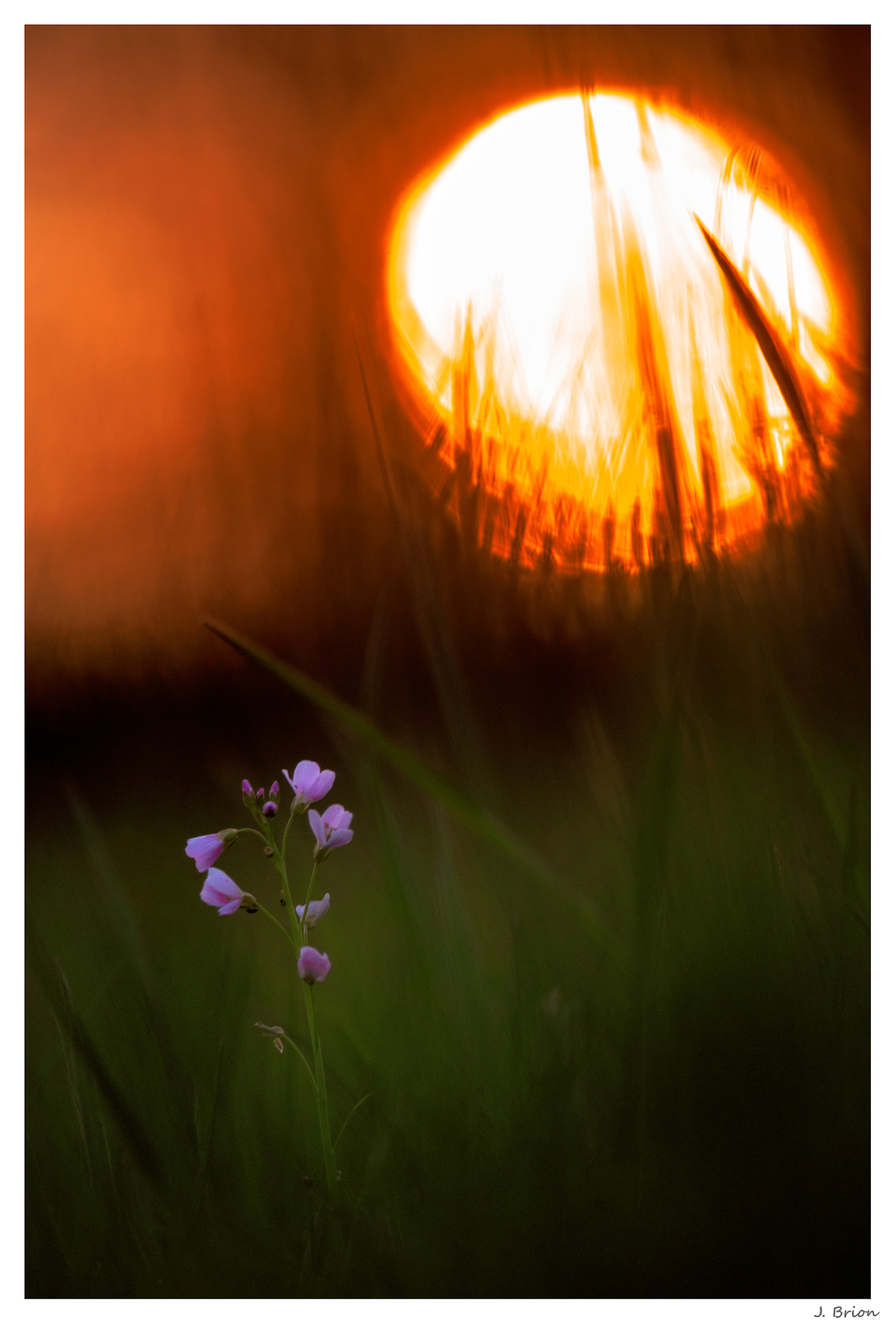 Nikon D90 + Nikon AF-S Nikkor 300mm F4D ED-IF sample photo. Sunset pour la belle ... photography