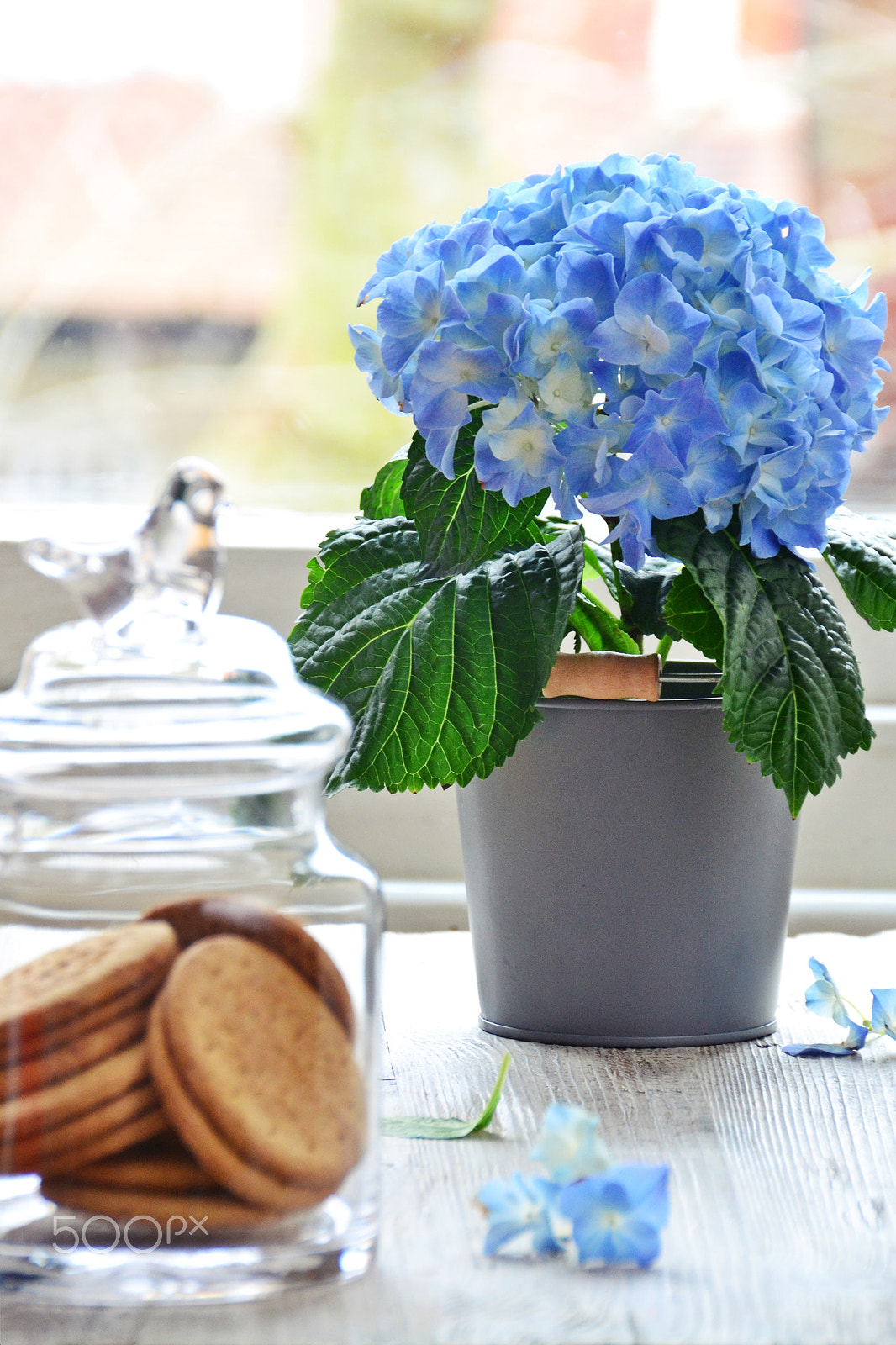 Nikon D3100 + Sigma 18-200mm F3.5-6.3 II DC OS HSM sample photo. Blue hydrangea photography