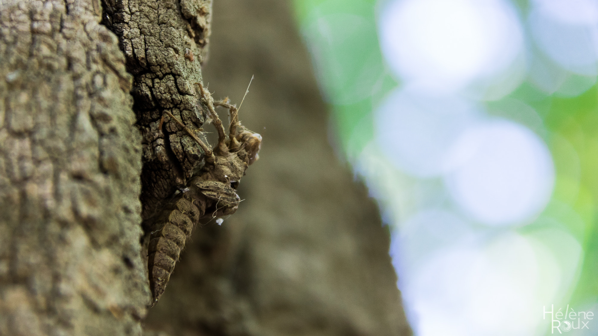 Canon EOS 760D (EOS Rebel T6s / EOS 8000D) sample photo. Metamorphosis of cicada photography