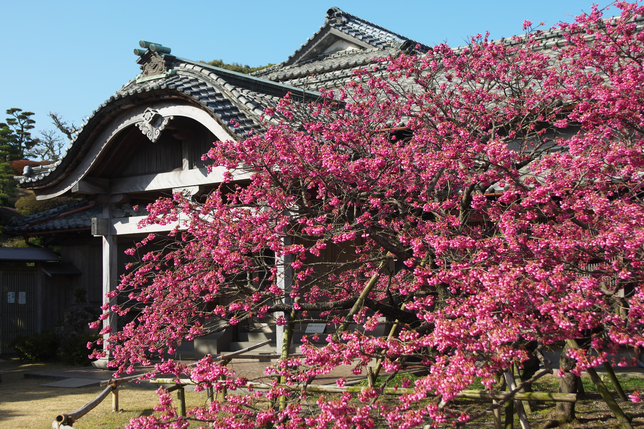 EF28-70mm f/2.8L USM sample photo. Taiwan cherry photography