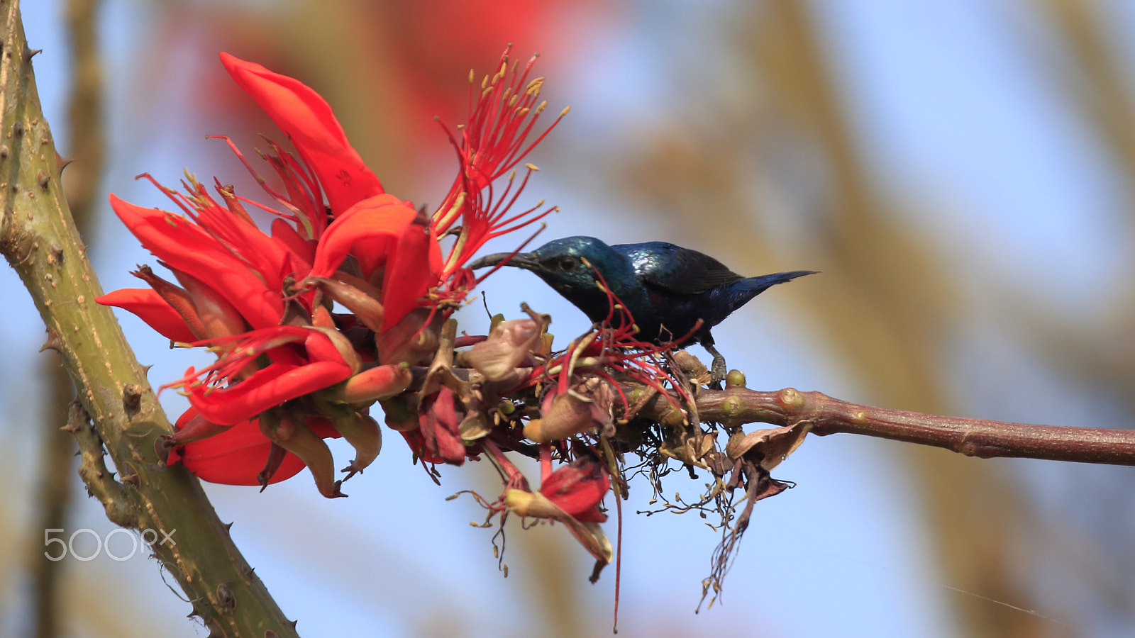 Canon EOS 500D (EOS Rebel T1i / EOS Kiss X3) sample photo. Purple sunbird photography