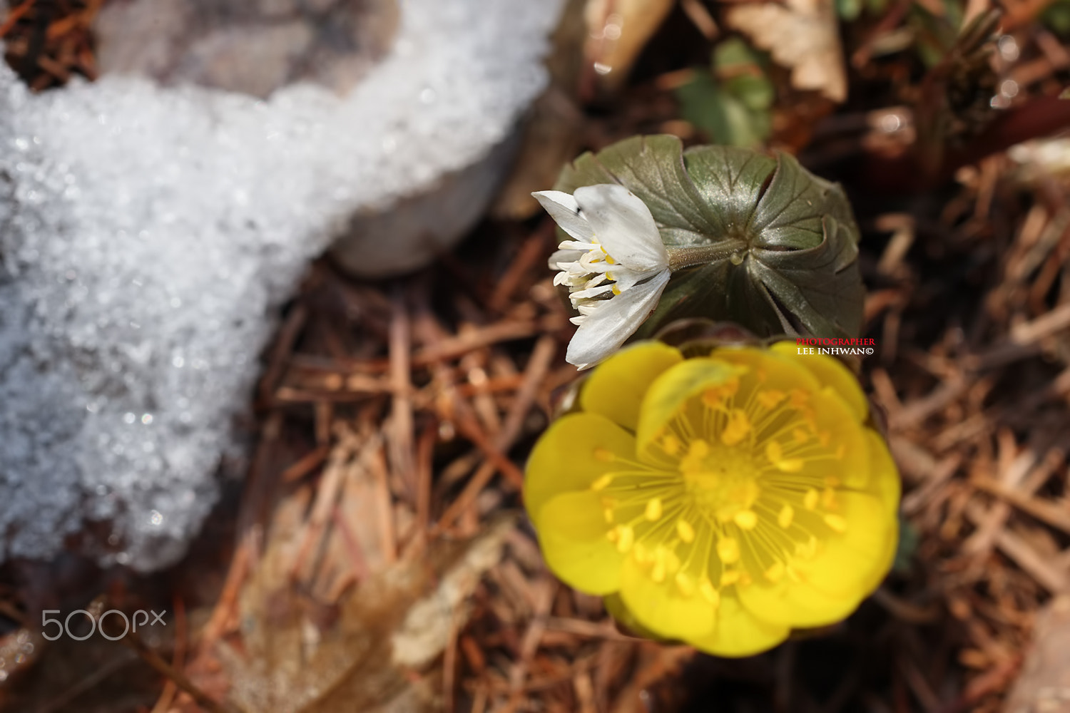 ZEISS Makro-Planar T* 50mm F2 sample photo. Just feel naure - winter aconite and adonis photography