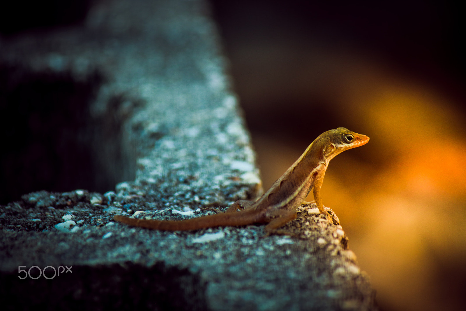 Canon EF-S 55-250mm F4-5.6 IS sample photo. Img photography