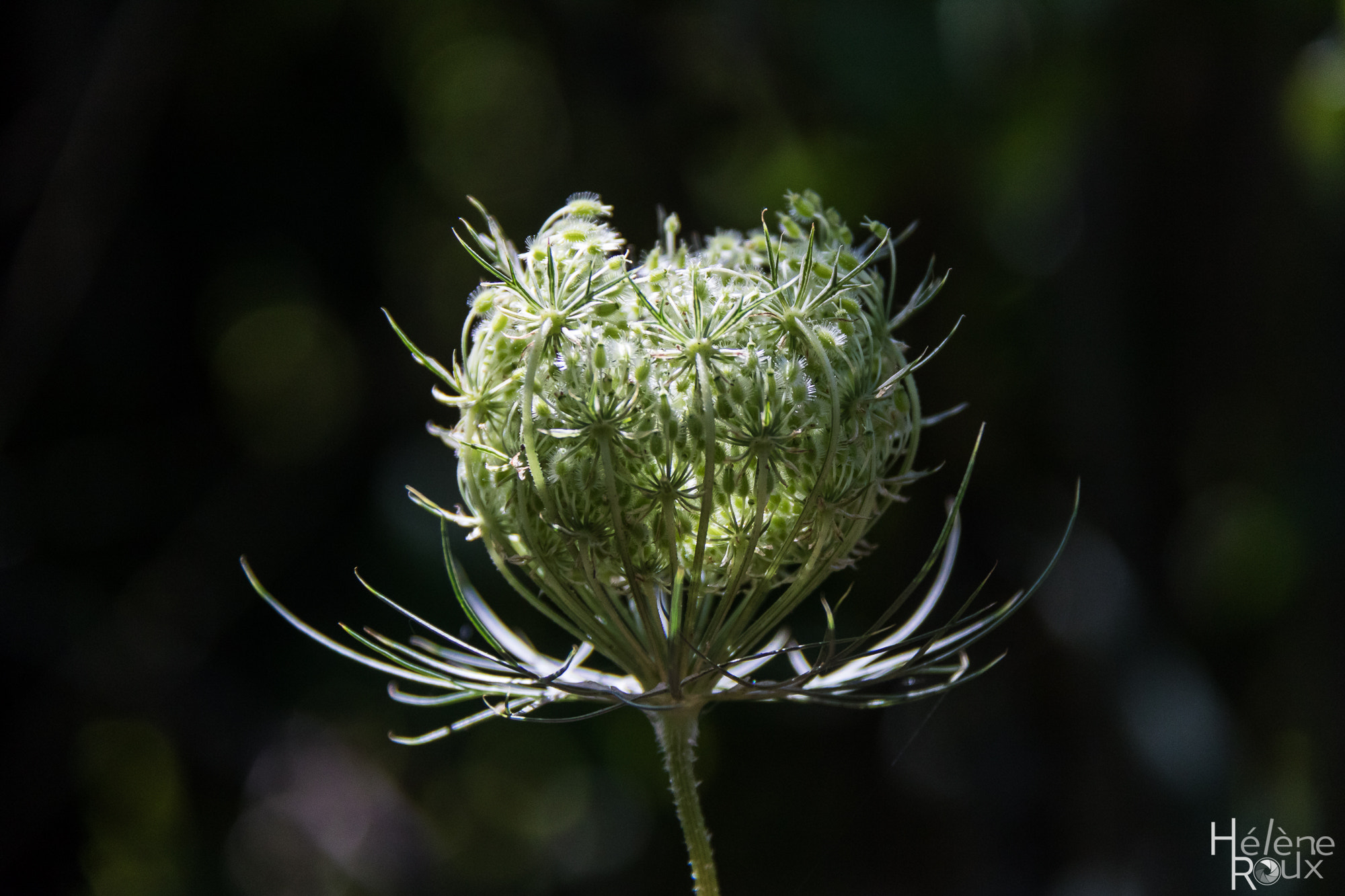 Canon EOS 760D (EOS Rebel T6s / EOS 8000D) sample photo. Floral photography