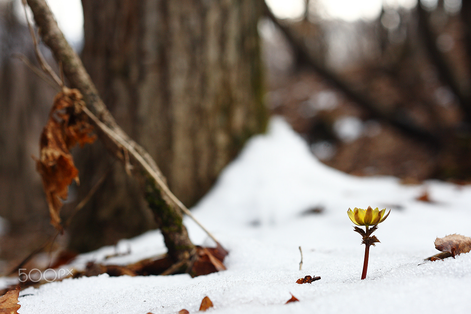 Canon EOS-1Ds Mark III sample photo. Just feel the nature - adonis amurensis photography