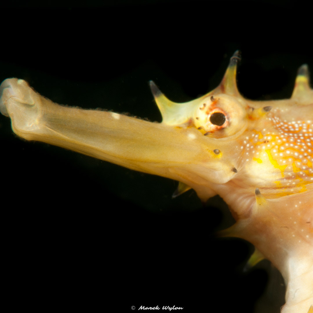 Nikon AF-S Micro-Nikkor 105mm F2.8G IF-ED VR sample photo. Tigertail seahorse | lembeh strait | 2011.10.11 photography
